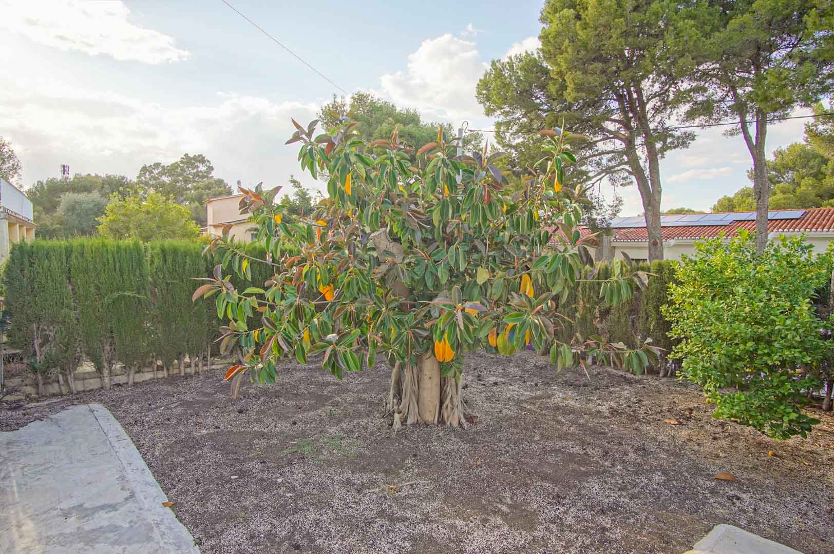 Jardin méditerranéen avec un grand Ficus central, entouré de haies de cyprès et de pins, offrant un espace vert naturel et calme.