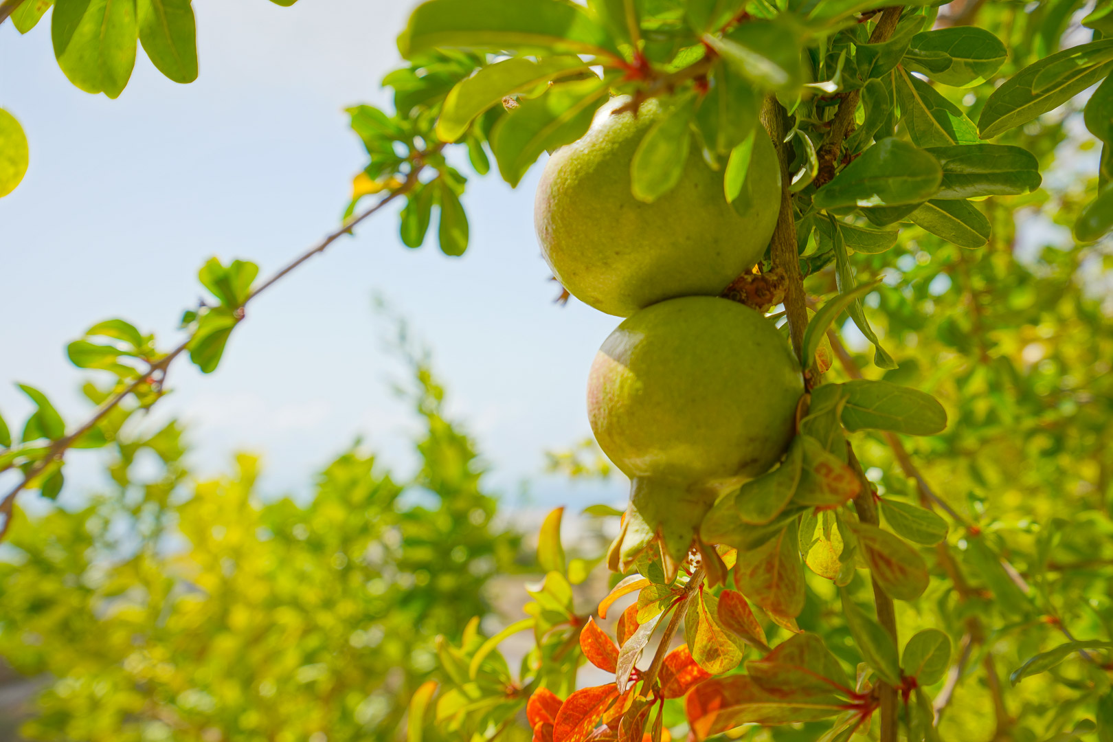 Gros plan de grenades vertes mûrissant sur un arbre fruitier de la terrasse nord, entourées d'un feuillage méditerranéen ensoleillé.