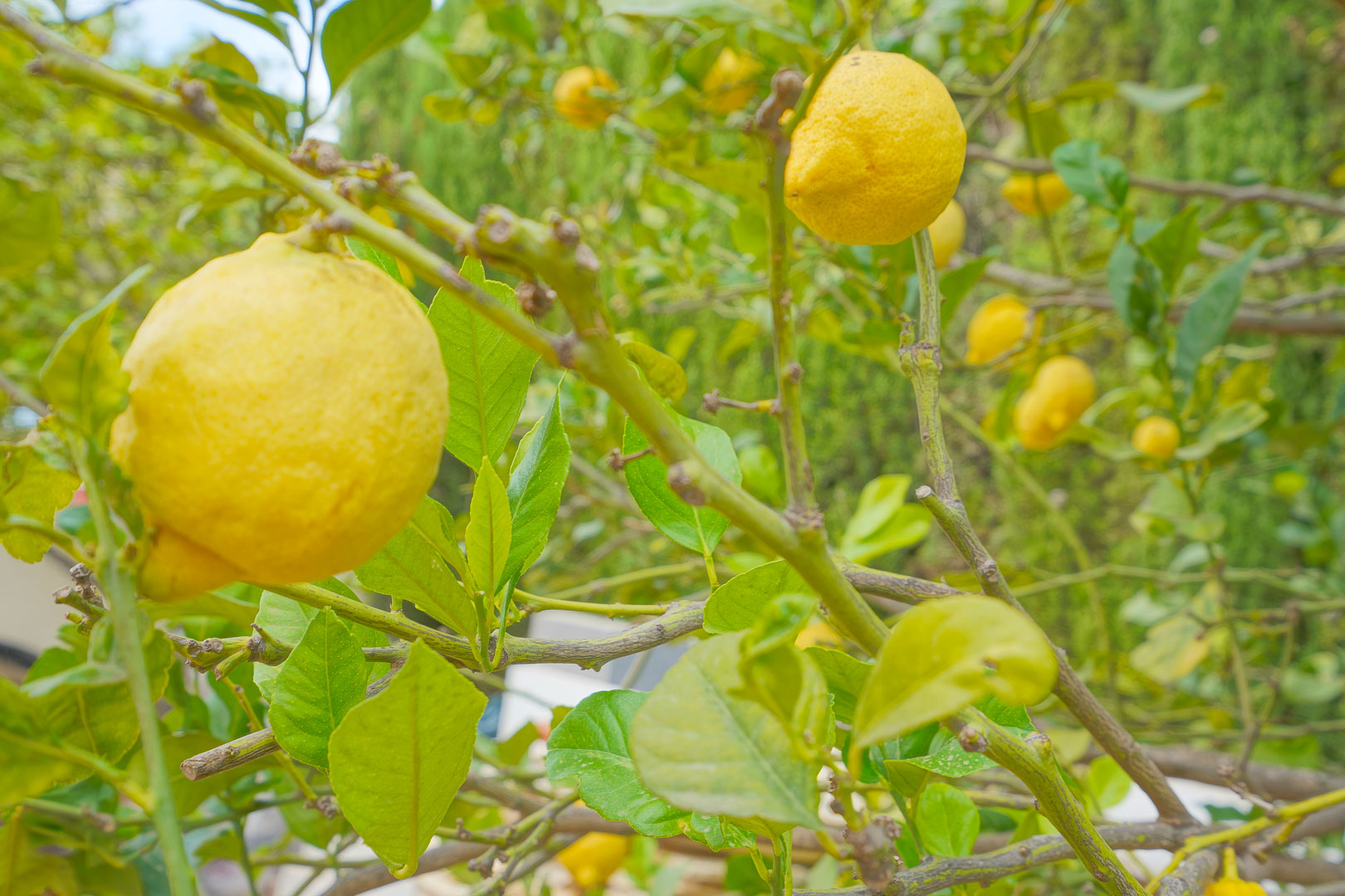 Gros plan d'un citronnier avec des fruits mûrs, situé sur la terrasse nord de la villa entourée d'arbres fruitiers.