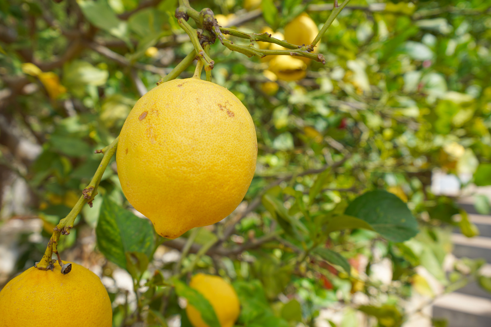 Gros plan d'un citronnier avec des fruits mûrs, situé sur la terrasse nord de la villa parmi divers arbres fruitiers méditerranéens.