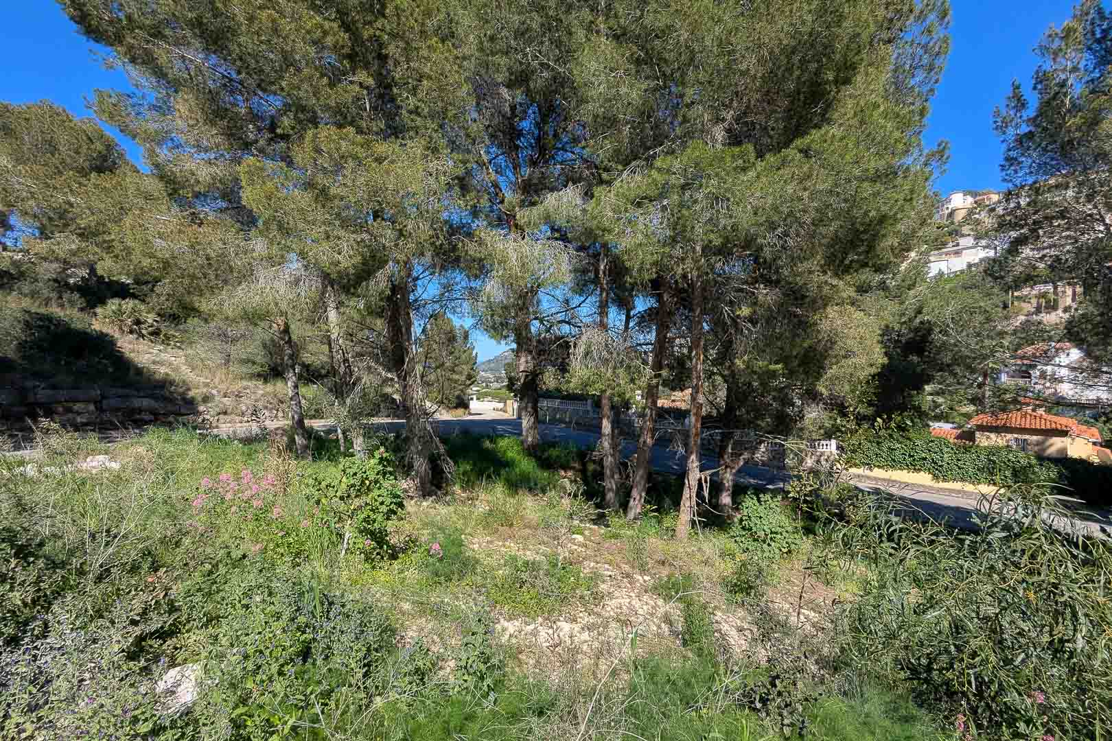 Terrain surélevé à Monte Solana avec des pins matures et une végétation locale, offrant un cadre paisible avec vue sur la colline environnante.