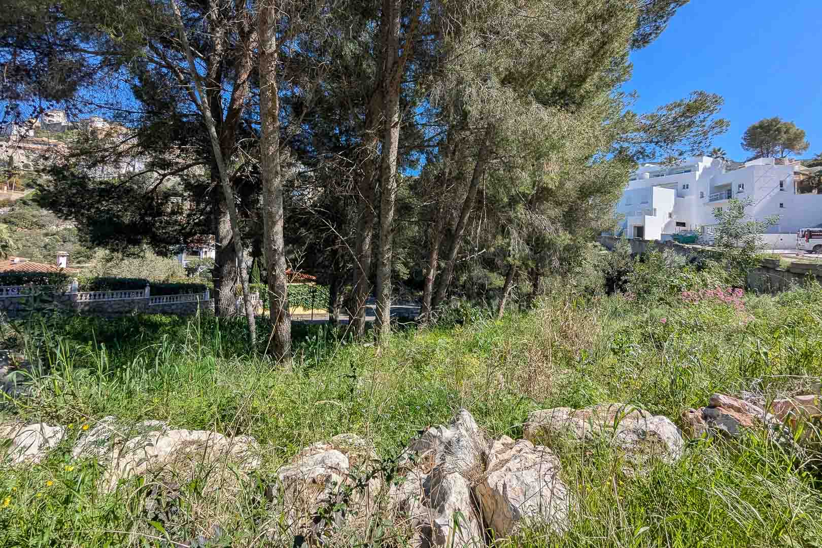 Vue du terrain naturel à Monte Solana, entouré de pins matures et de végétation sauvage, à proximité de constructions modernes sous un ciel bleu.