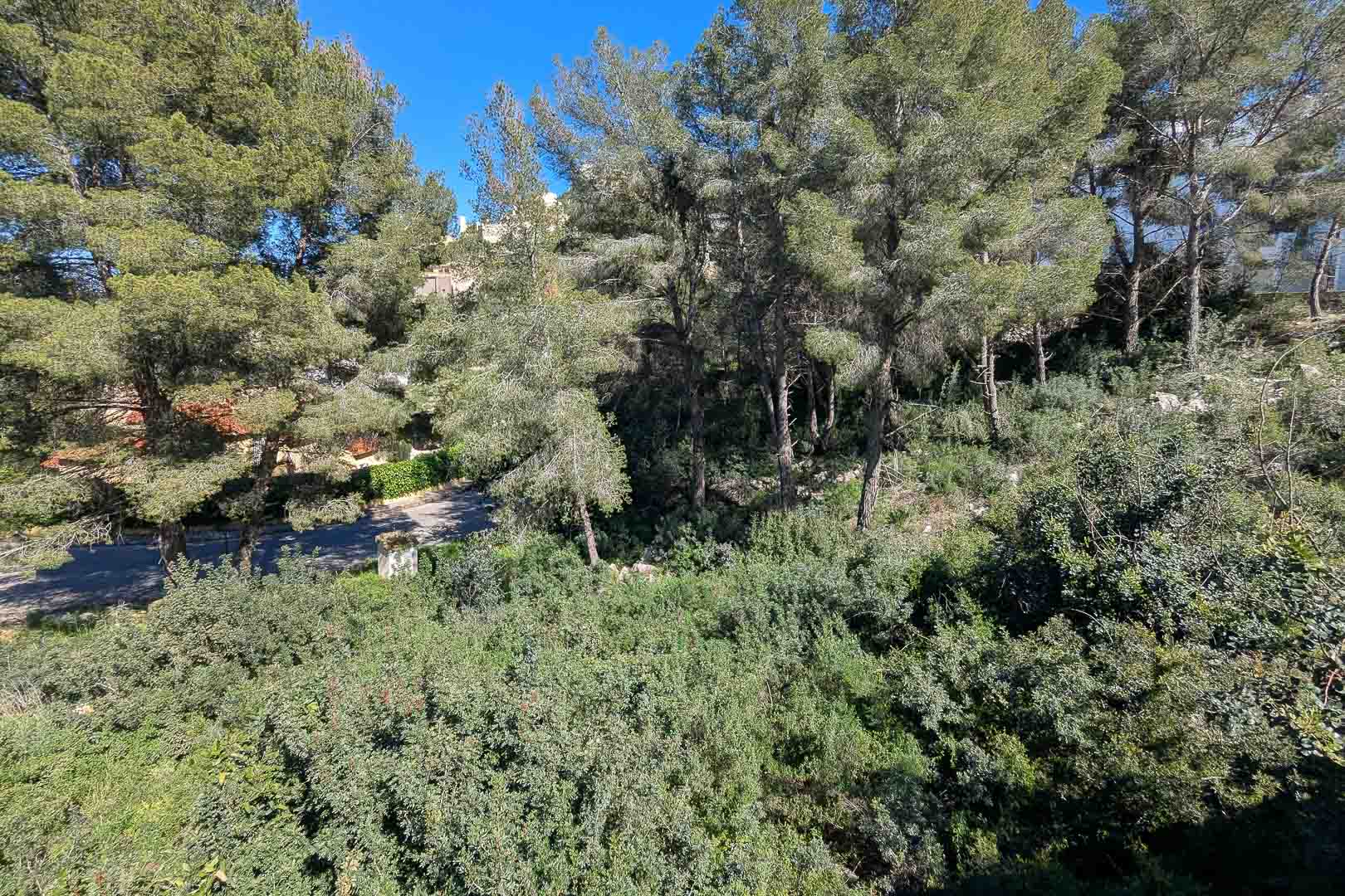 Vue sur l'environnement naturel du terrain à Monte Solana, caractérisé par des pins méditerranéens et une végétation locale dense.