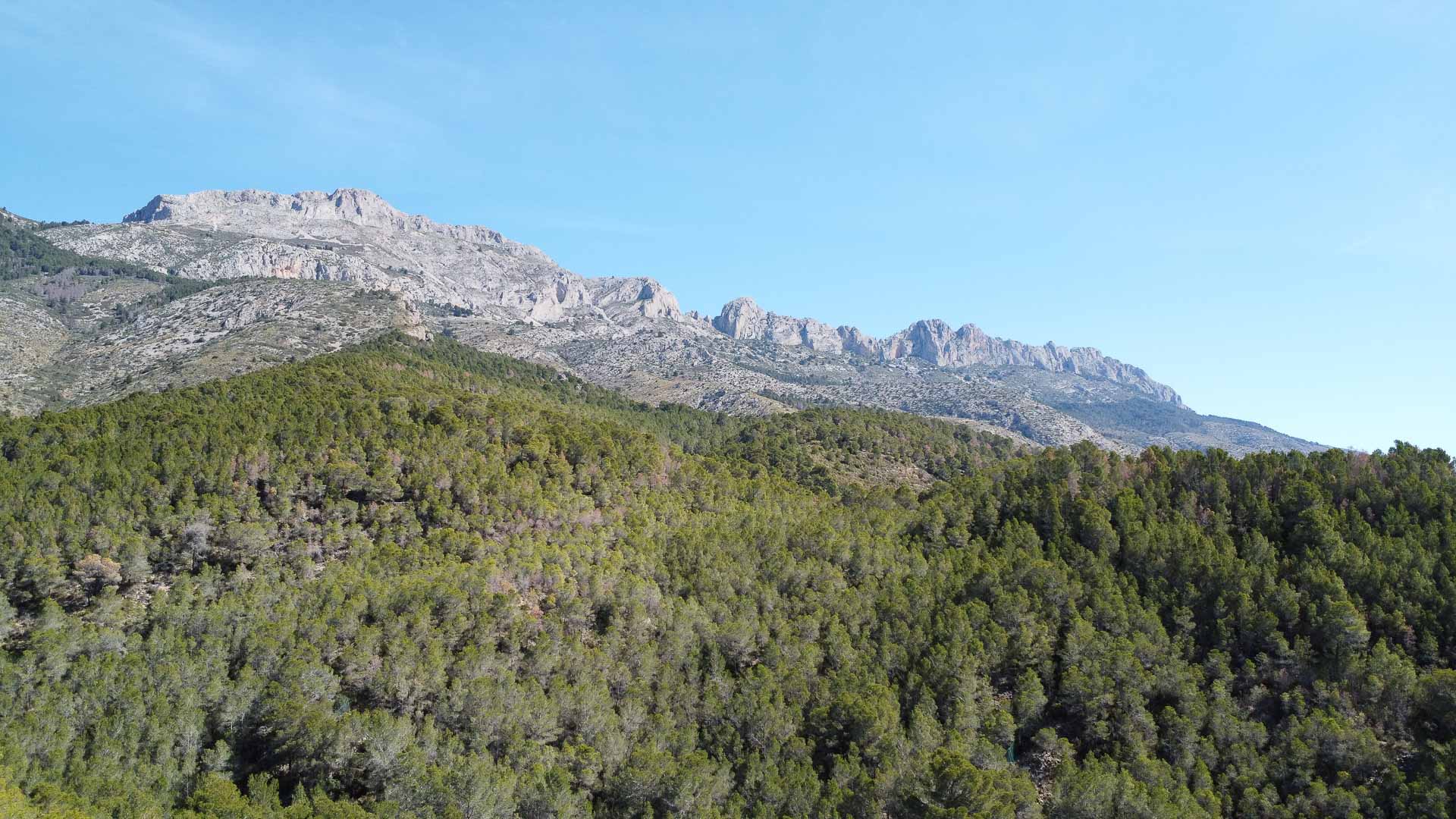 Vues panoramiques sur la Sierra Bernia et le paysage naturel environnant, avec une forêt de pins dense et des sommets calcaires.
