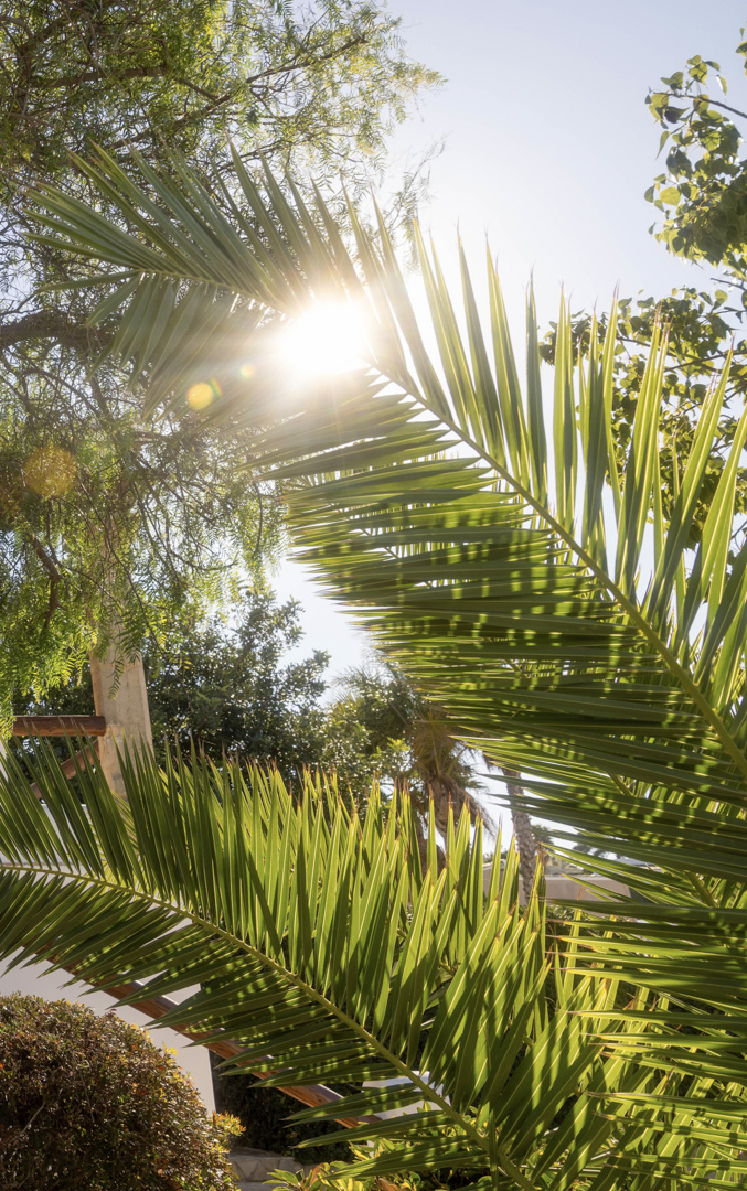 Gros plan de palmes avec un soleil éclatant, mettant en valeur le jardin méditerranéen luxuriant.
