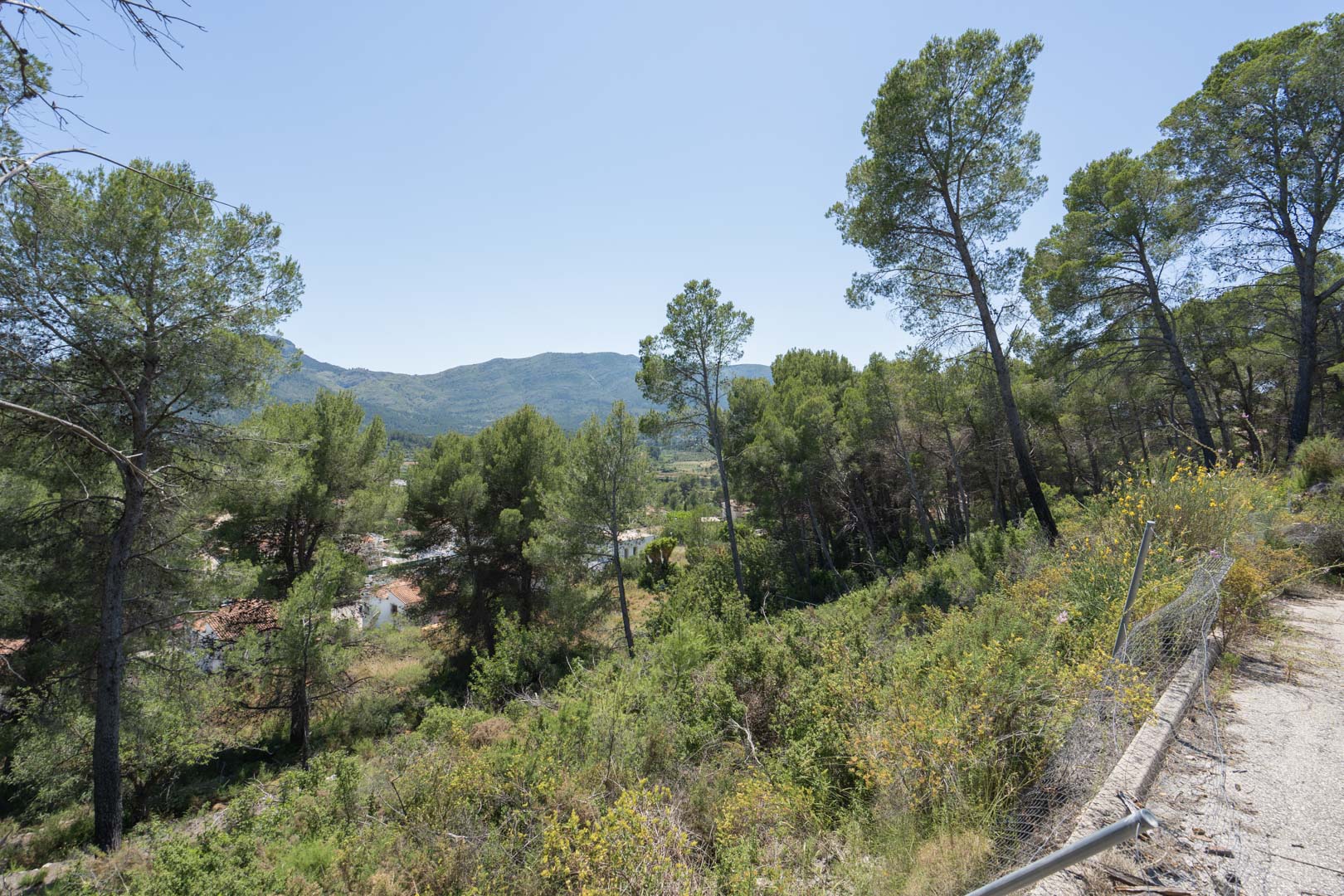Vue panoramique depuis le site surélevé à Alcalalí, entouré de pins matures avec une vue dégagée sur la vallée de Jalón et les montagnes environnantes.