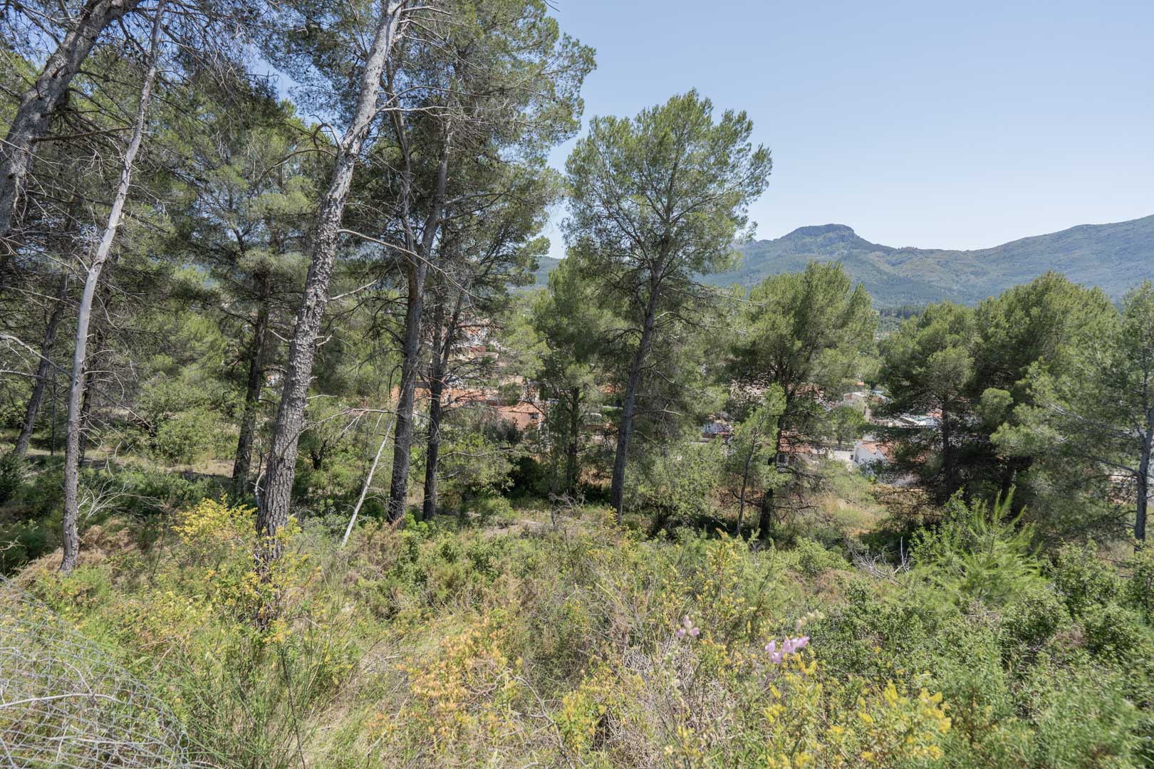 Vues panoramiques depuis l'emplacement surélevé à Alcalalí, mettant en valeur les pins, la végétation méditerranéenne et le village avec les montagnes.