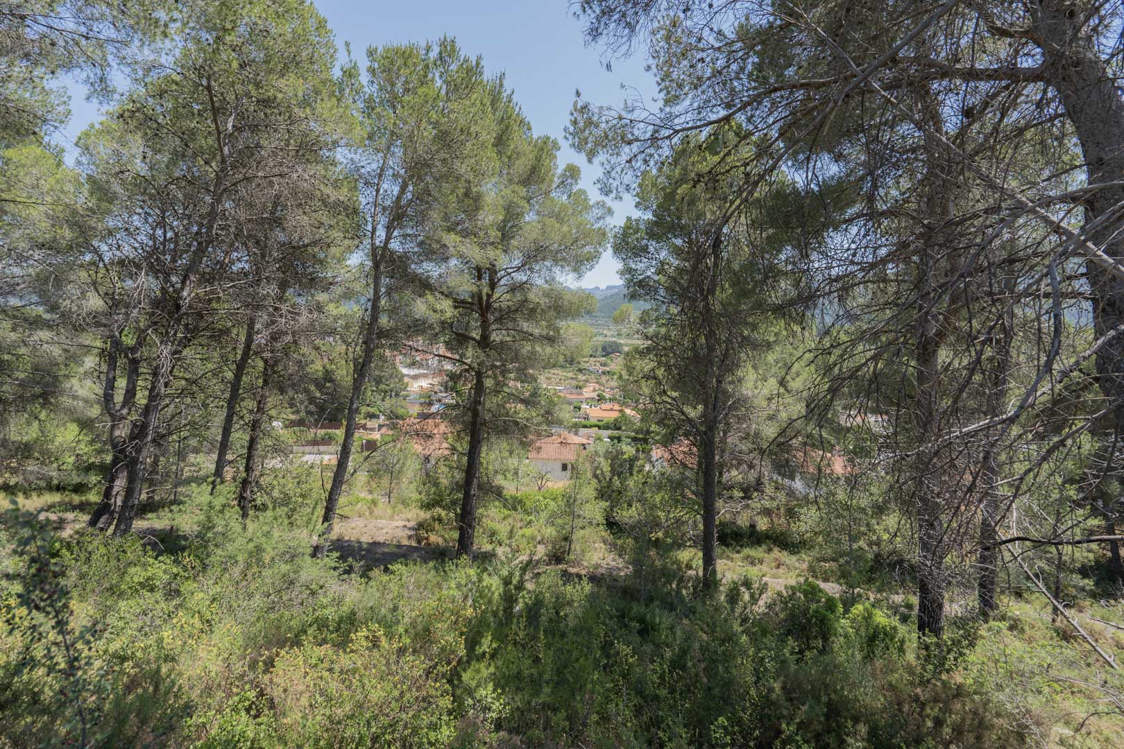 Vues panoramiques sur la vallée de Jalón et le village d'Alcalalí à travers une forêt de pins naturelle bordant le projet résidentiel.