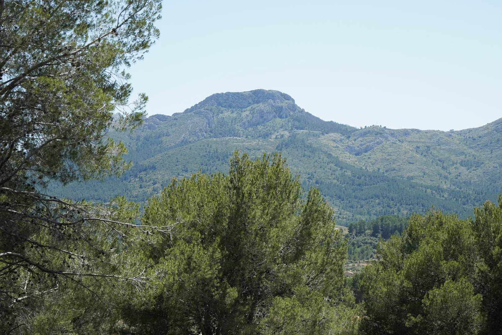 Vue panoramique sur les montagnes et la vallée depuis les hauteurs d'Alcalalí, encadrée par des pins indigènes et la nature méditerranéenne.