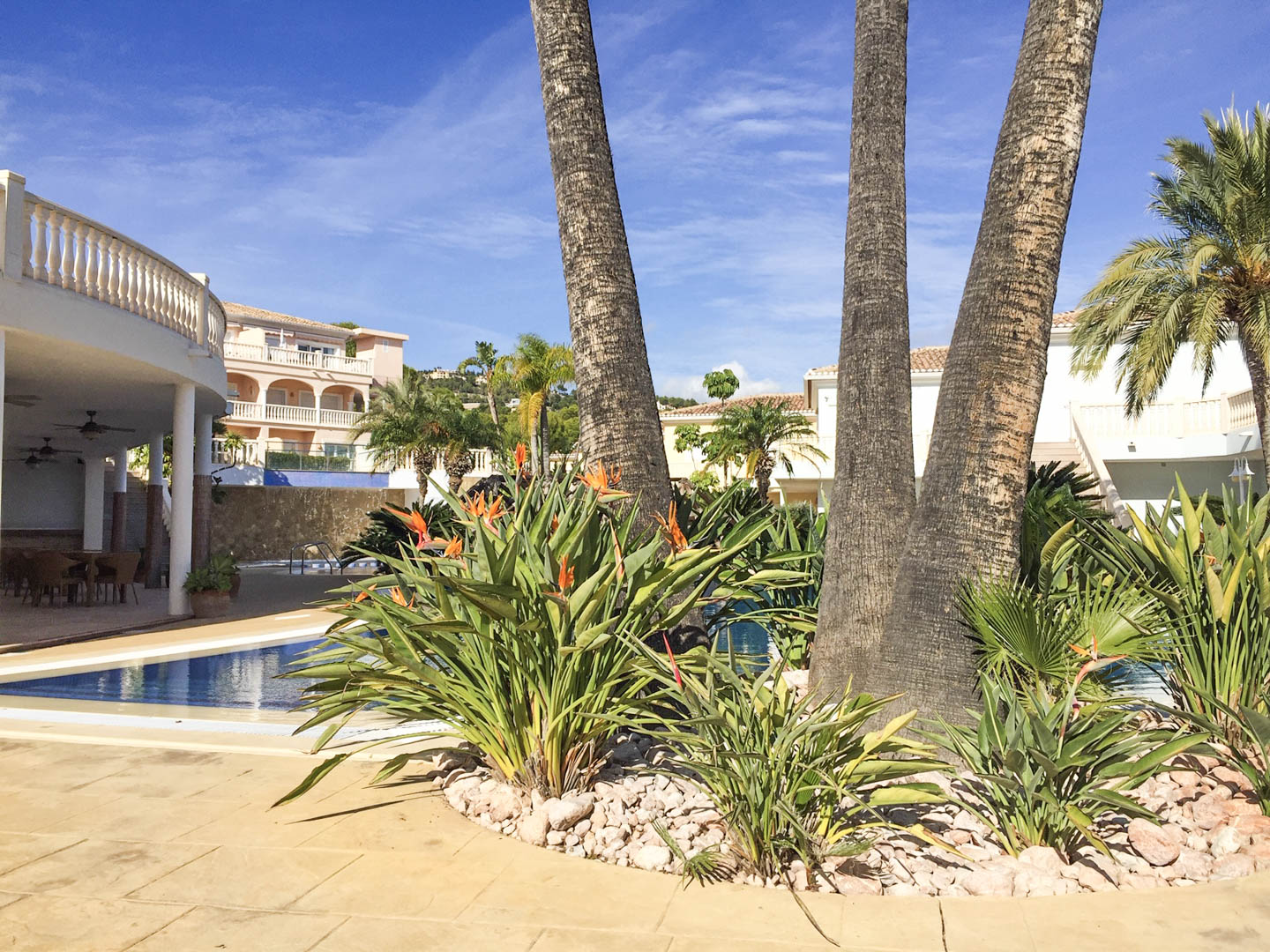 Jardin méditerranéen avec palmiers et fleurs Strelitzia bordant la piscine. La terrasse dallée et les bâtiments classiques s'inscrivent sous un ciel dégagé.