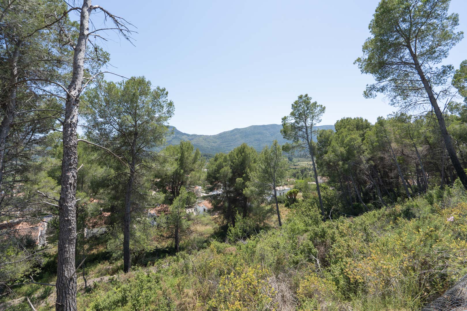 Vues panoramiques depuis le terrain surélevé sur la vallée de Jalón, entouré de pins indigènes et d'une végétation méditerranéenne préservée.