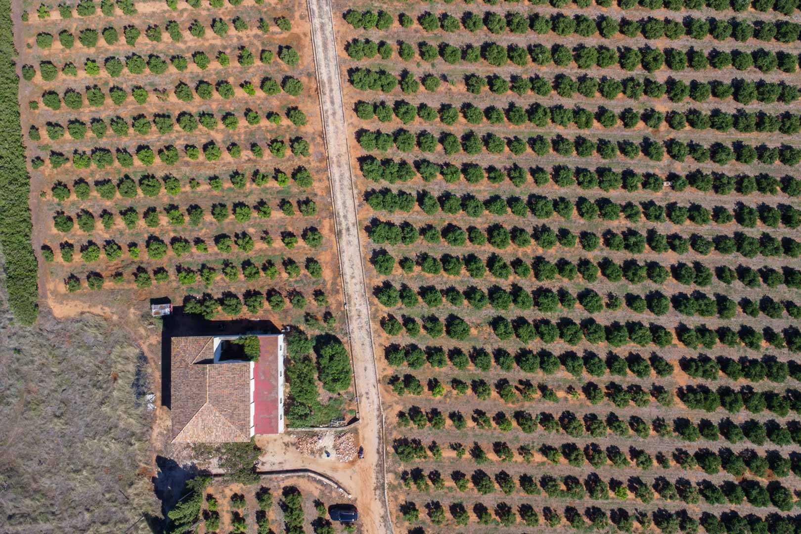 Vue aérienne zénithale de la vaste parcelle agricole avec ses rangées d'arbres fruitiers et le chemin d'accès menant à la maison de campagne.
