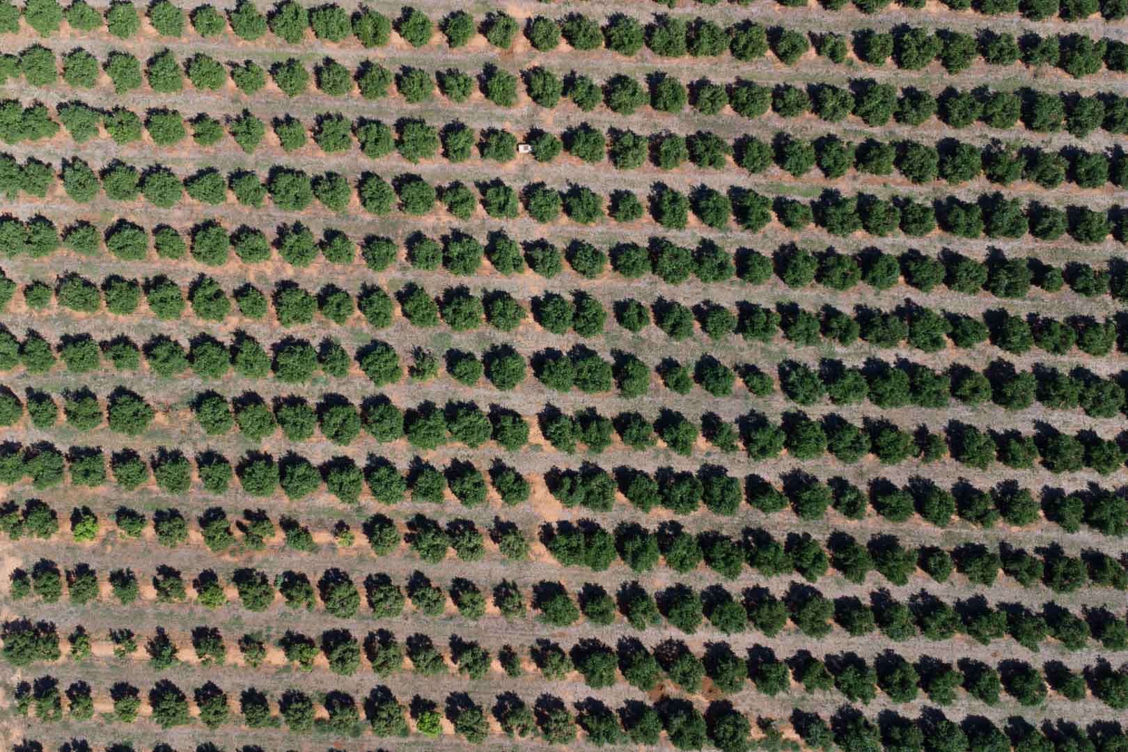 Vue aérienne zénithale de la vaste parcelle de culture, présentant des rangées symétriques d'arbres fruitiers sur un terrain plat et fertile à Dénia.