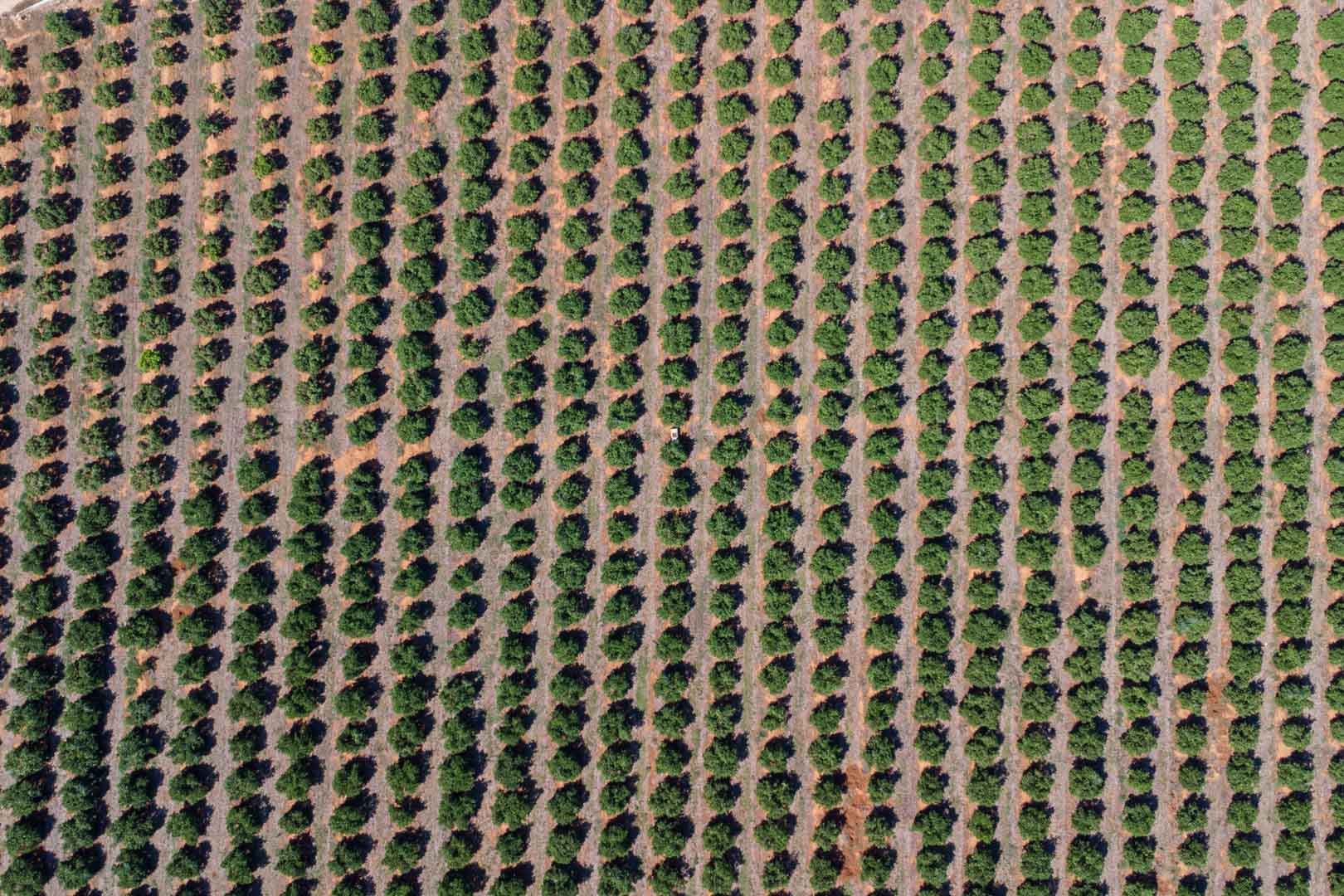 Vue aérienne zénithale de la vaste plantation d'agrumes, illustrant la disposition géométrique des arbres sur le terrain fertile de la propriété.