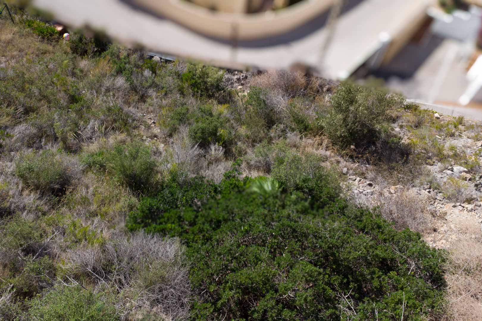 Vue du terrain en pente avec une végétation méditerranéenne naturelle, située à proximité d'une zone résidentielle urbanisée à El Portet.