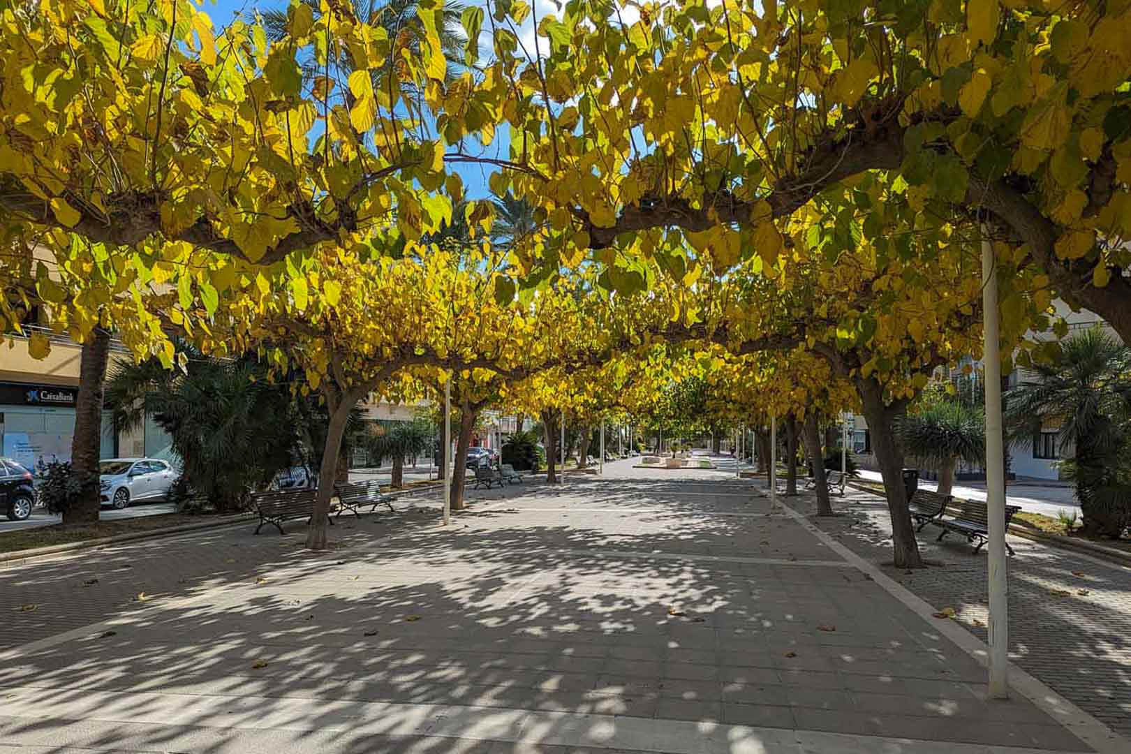 Promenade piétonne bordée d'arbres au feuillage automnal jaune, équipée de bancs en bois et d'un revêtement de sol en pierre claire.