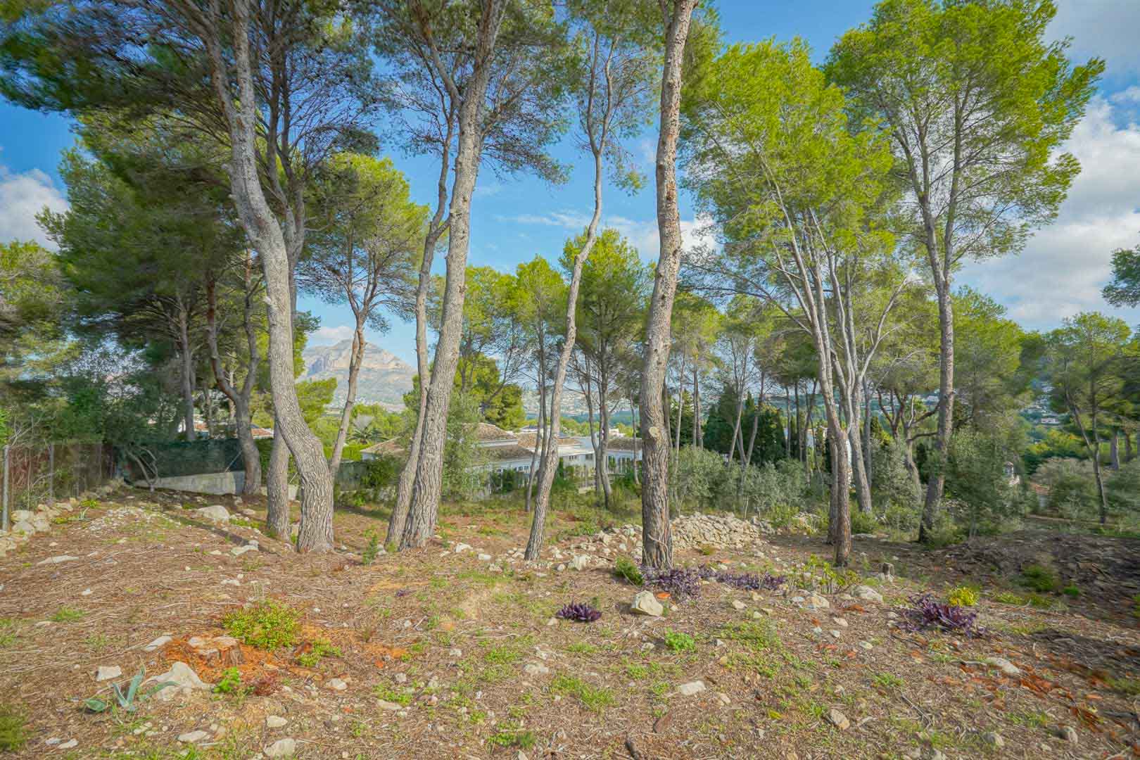 Terrain à bâtir surélevé avec des pins matures et vue sur le Montgó. La parcelle présente une topographie naturelle avec des murets en pierre et une végétation locale préservée.