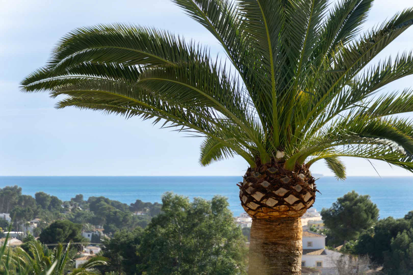 Vue panoramique sur la mer Méditerranée encadrée par un palmier, surplombant le paysage côtier et les résidences de Moraira par une journée ensoleillée.