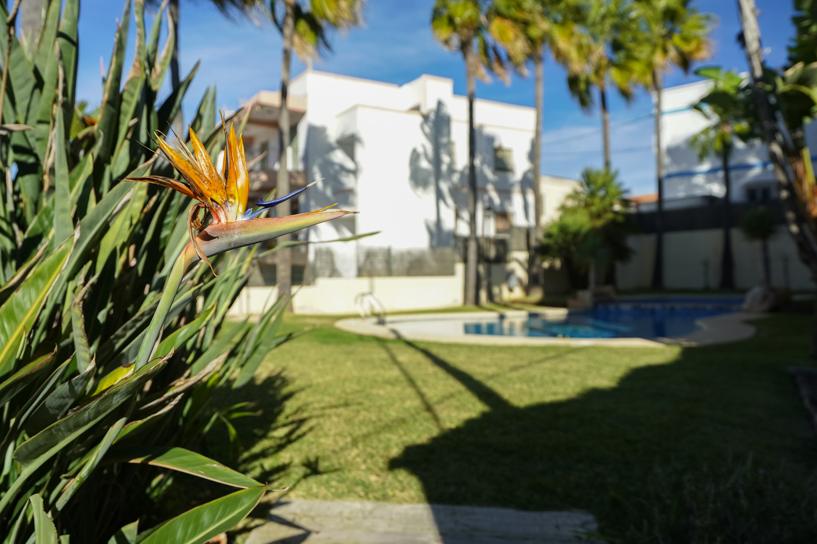 Détail d'un oiseau de paradis dans les jardins paysagers, avec vue sur la piscine commune et l'architecture méditerranéenne environnante.