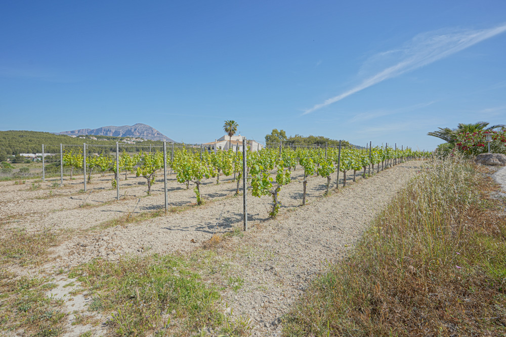 Vignoble avec des rangées de vignes palissées, offrant une vue sur une villa méditerranéenne et des montagnes au loin sous un ciel dégagé.