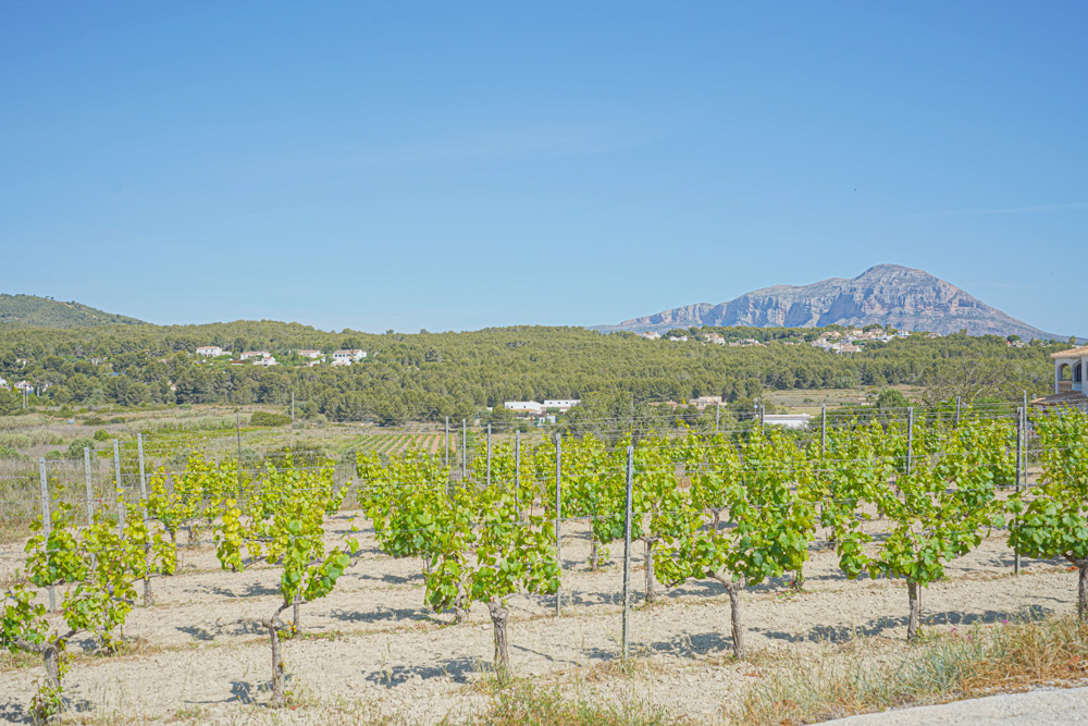 Vue d'un vignoble privé avec des rangées de vignes, surplombant une forêt méditerranéenne et le massif du Montgó sous un ciel dégagé.