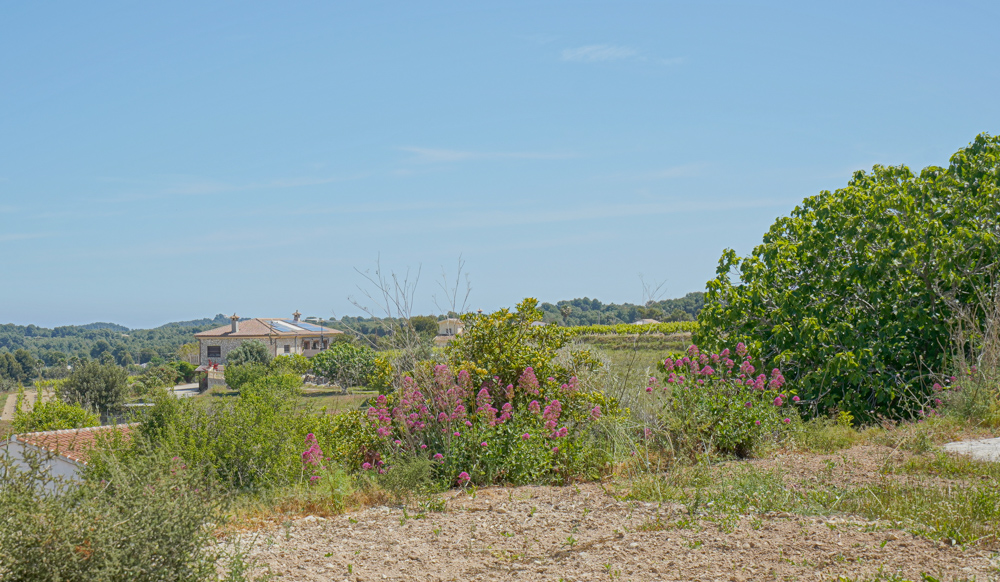 Vue surélevée d'un paysage rural méditerranéen avec des arbustes à fleurs roses, une ferme équipée de panneaux solaires et des vignobles au loin.