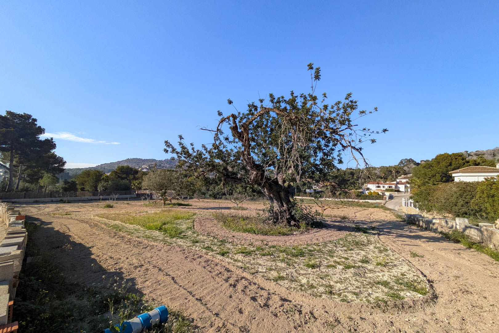 Terrain rustique plat avec un caroubier centenaire, entouré de végétation méditerranéenne et offrant une vue dégagée sur les collines environnantes.
