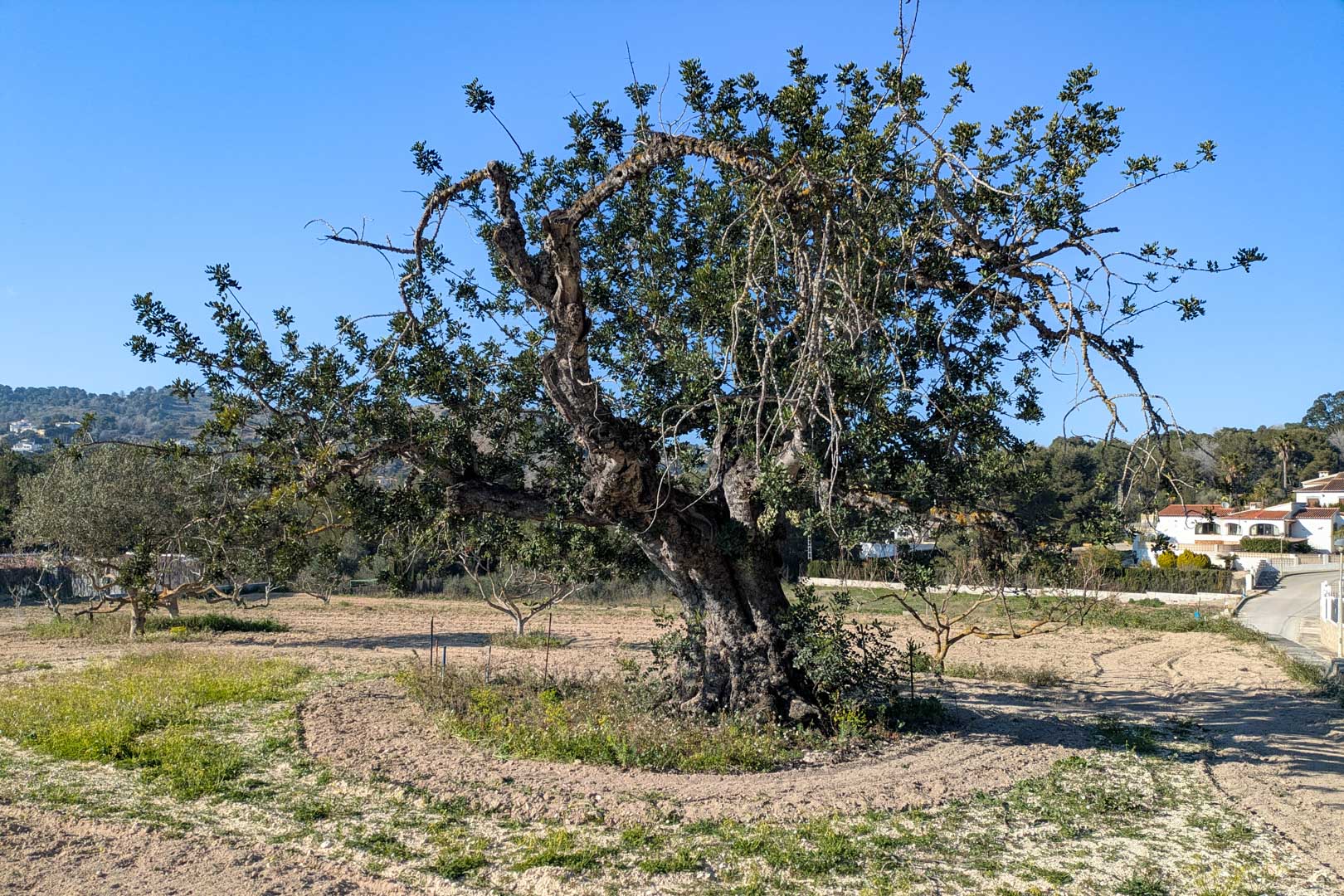 Un caroubier centenaire trône au centre de la parcelle rustique plane, entouré de terres labourées avec des vues dégagées sur les collines de Jávea.