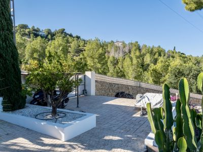 Espace extérieur pavé avec un oranger dans une jardinière blanche, flanqué de cactus et d'un mur en pierre, dominant une colline boisée.