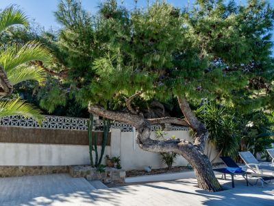 Grand pin au tronc courbé dominant une terrasse en bois clair, avec des chaises longues et un mur orné de motifs géométriques.