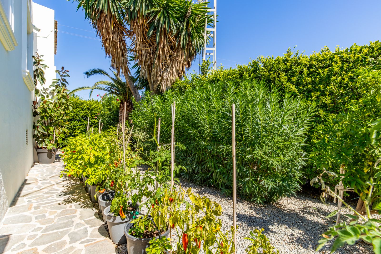 Allée latérale en pierre naturelle agrémentée d'un potager en pots, entourée de haies denses et de palmiers pour une intimité préservée.