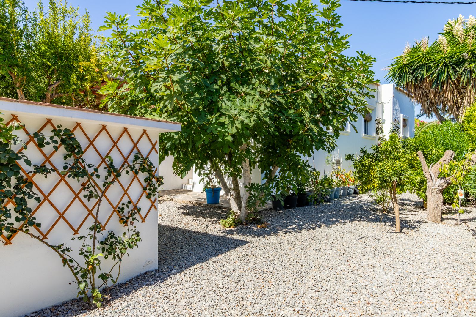 Jardin méditerranéen avec sol en gravier, figuier mature et murs blancs ornés de treillis en bois pour plantes grimpantes sous un ciel dégagé.