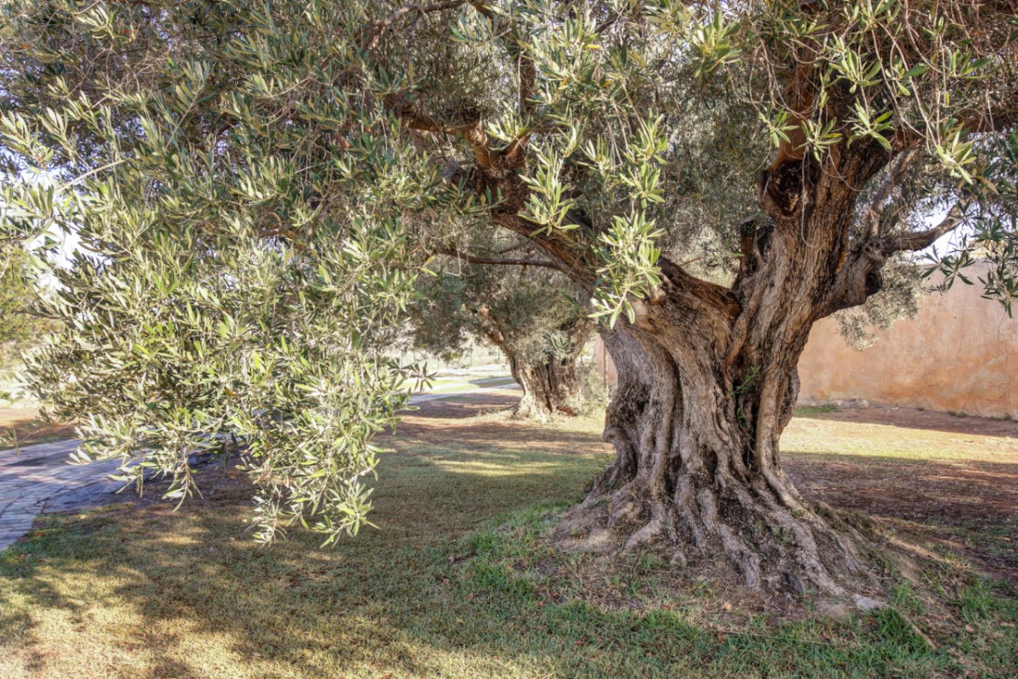 Olivier centenaire au tronc noueux situé dans le jardin de la propriété, entouré de pelouse et de sentiers en pierre sous la lumière naturelle.