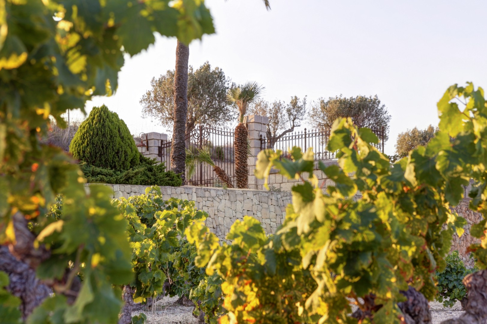 Vue sur les vignes privées et les murs en pierre sèche délimitant la propriété, avec une végétation méditerranéenne et une clôture en fer forgé au soleil couchant.