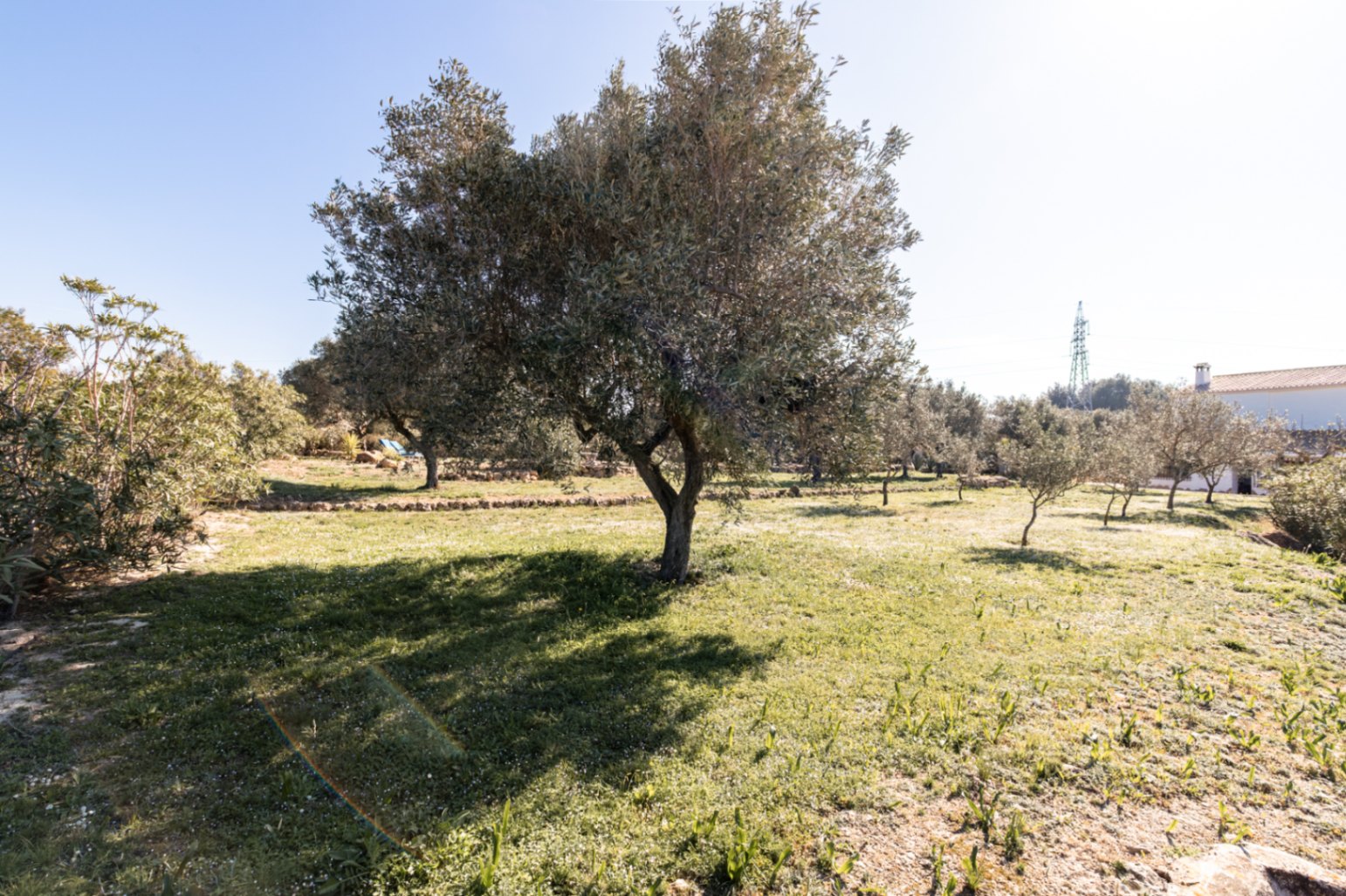 Vaste jardin méditerranéen avec des oliviers matures et des murets en pierre naturelle sur une pelouse ensoleillée.