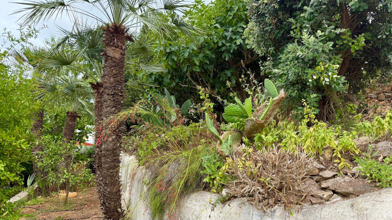 Jardin méditerranéen arboré avec des restanques en pierre, planté de palmiers, de cactus et d'une végétation locale dense.
