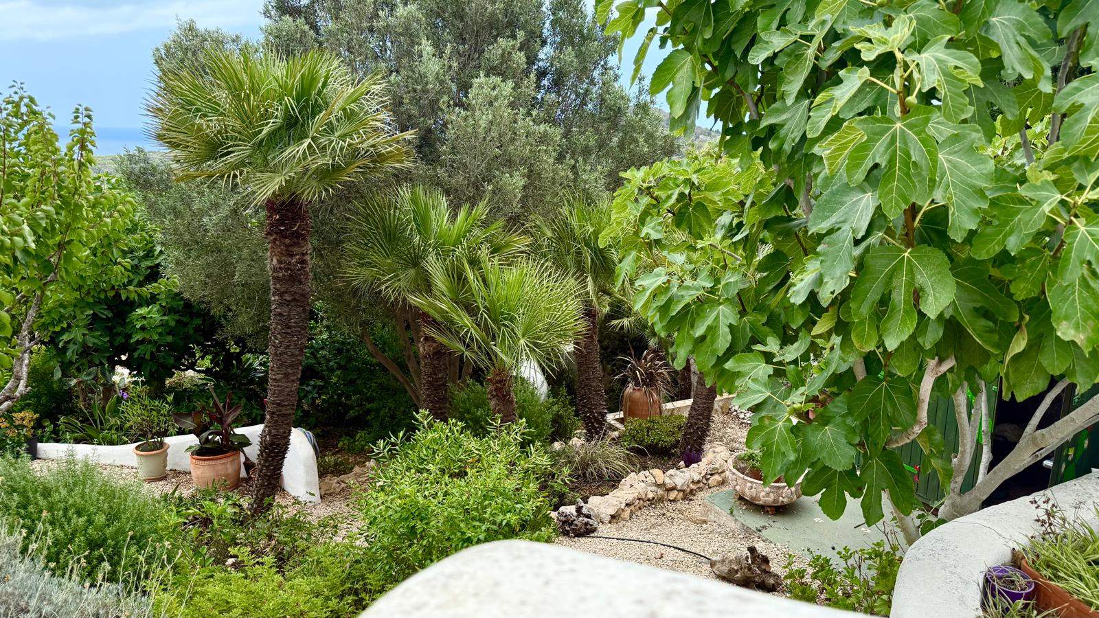 Jardin méditerranéen arboré avec palmiers, figuier et sentiers en gravier, structuré par des murets en pierre naturelle offrant une vue dégagée sur la mer.