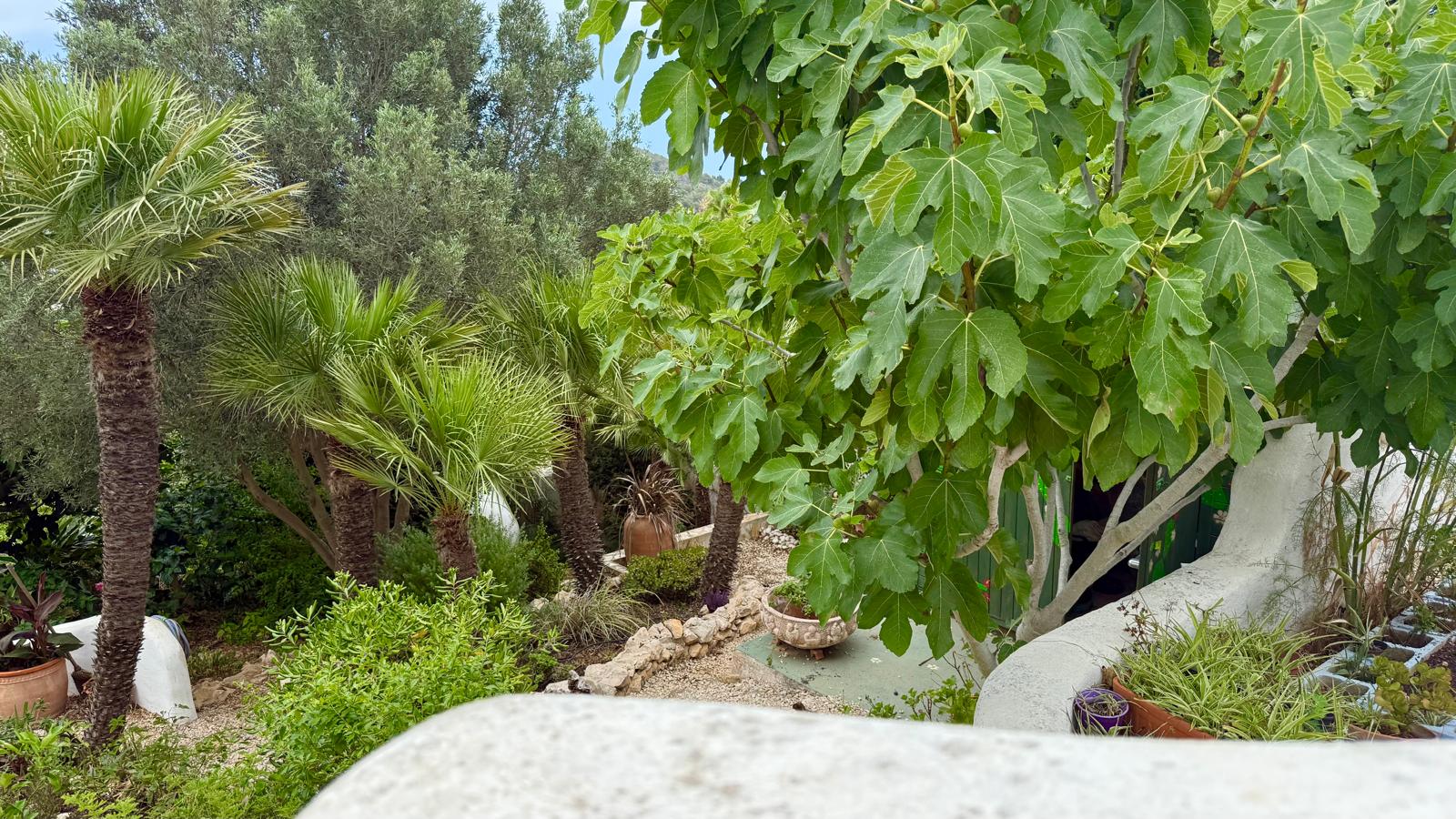 Jardin méditerranéen mature avec figuiers, palmiers et allées de gravier, bordé de murs blancs de style ibizien et de murets en pierre naturelle.
