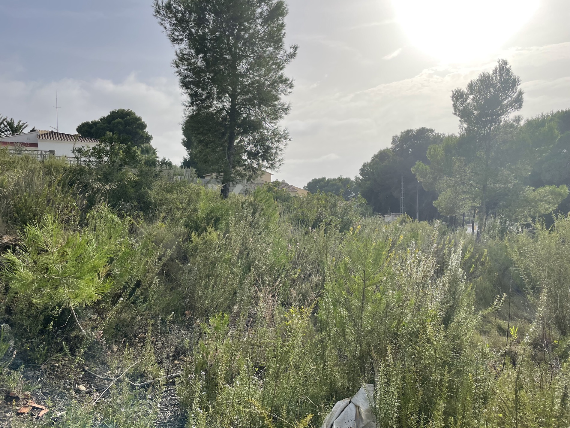 Terrain avec une végétation méditerranéenne dense, des arbustes sauvages et des pins, baigné par une lumière naturelle éclatante.