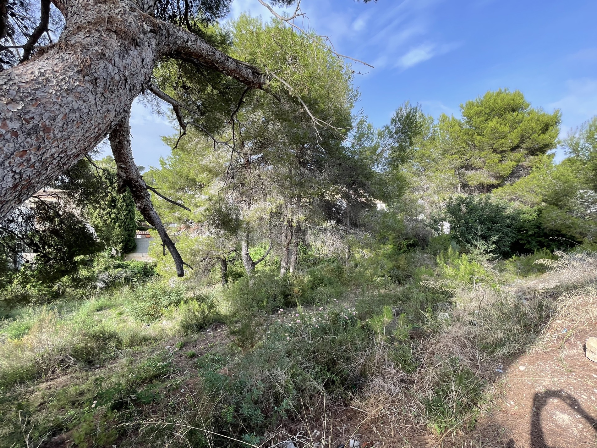 Terrain naturel à Costera del Mar, Moraira, avec des pins matures et une végétation méditerranéenne. L'espace offre un cadre paisible et ombragé idéal pour un projet intégré.