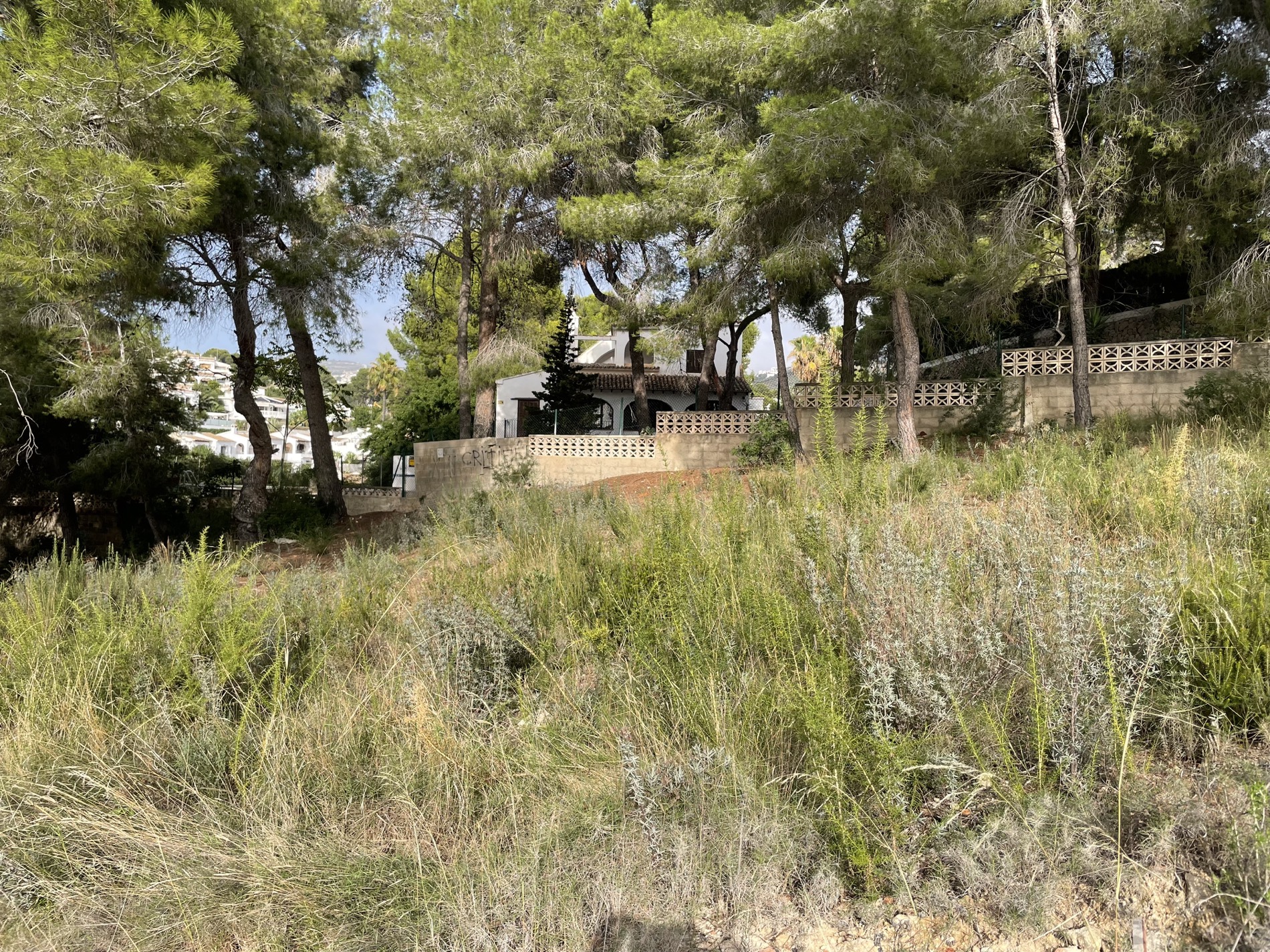 Vue du terrain en pente avec végétation sauvage et pins matures, bordé par une villa méditerranéenne et des murs de soutènement en pierre.
