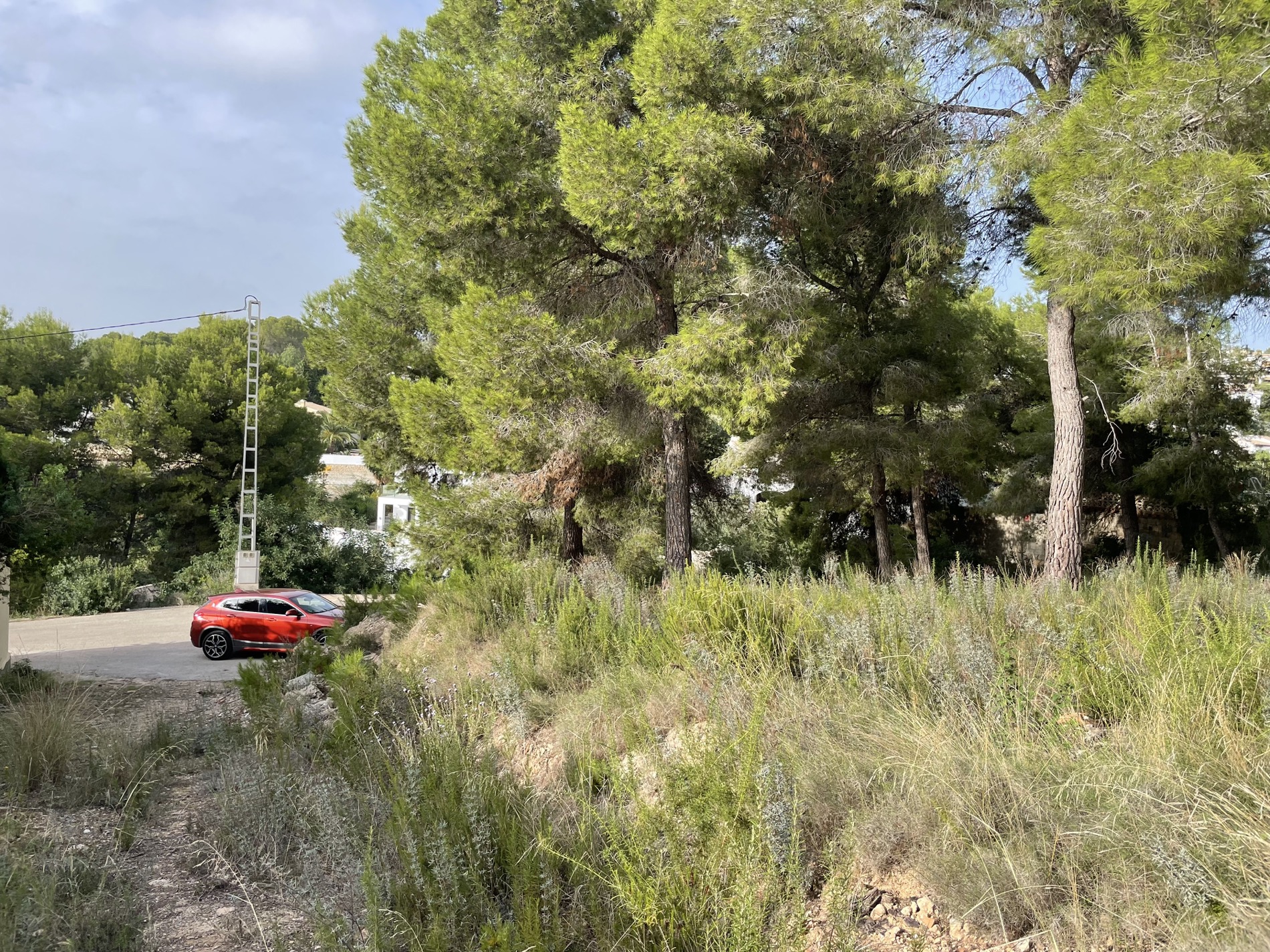 Vue surélevée du terrain avec des pins méditerranéens matures et une végétation sauvage à côté de la route d'accès goudronnée.