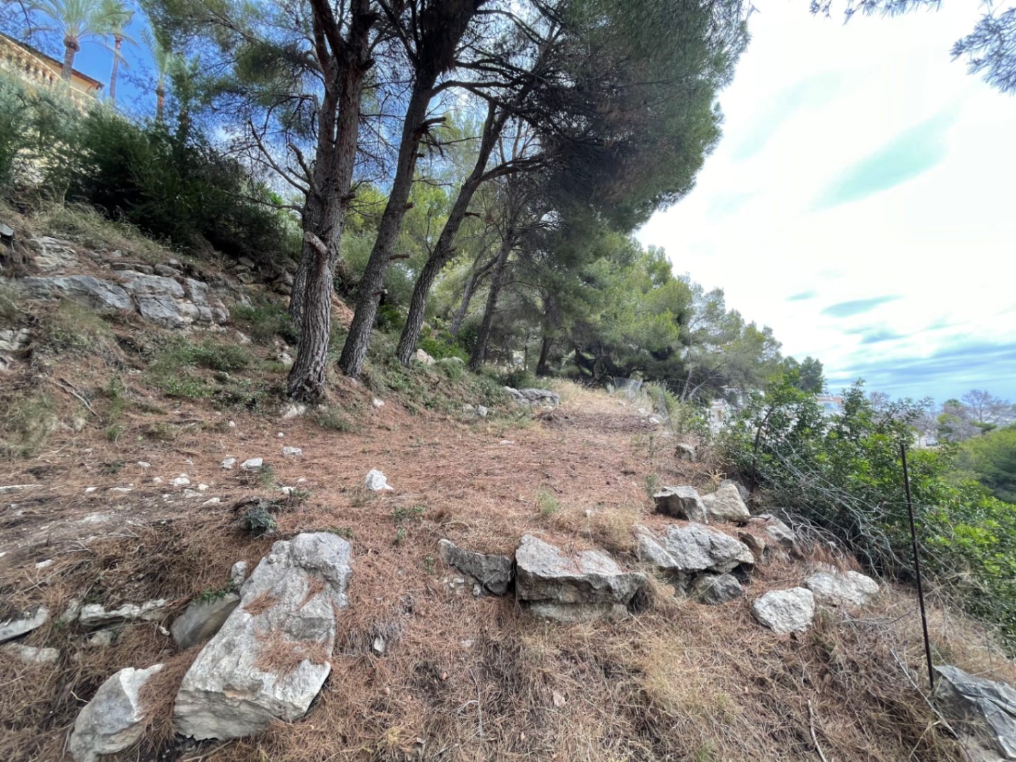 Terrain en pente avec des pins matures et des affleurements rocheux naturels. Un environnement méditerranéen préservé idéal pour un projet de construction.