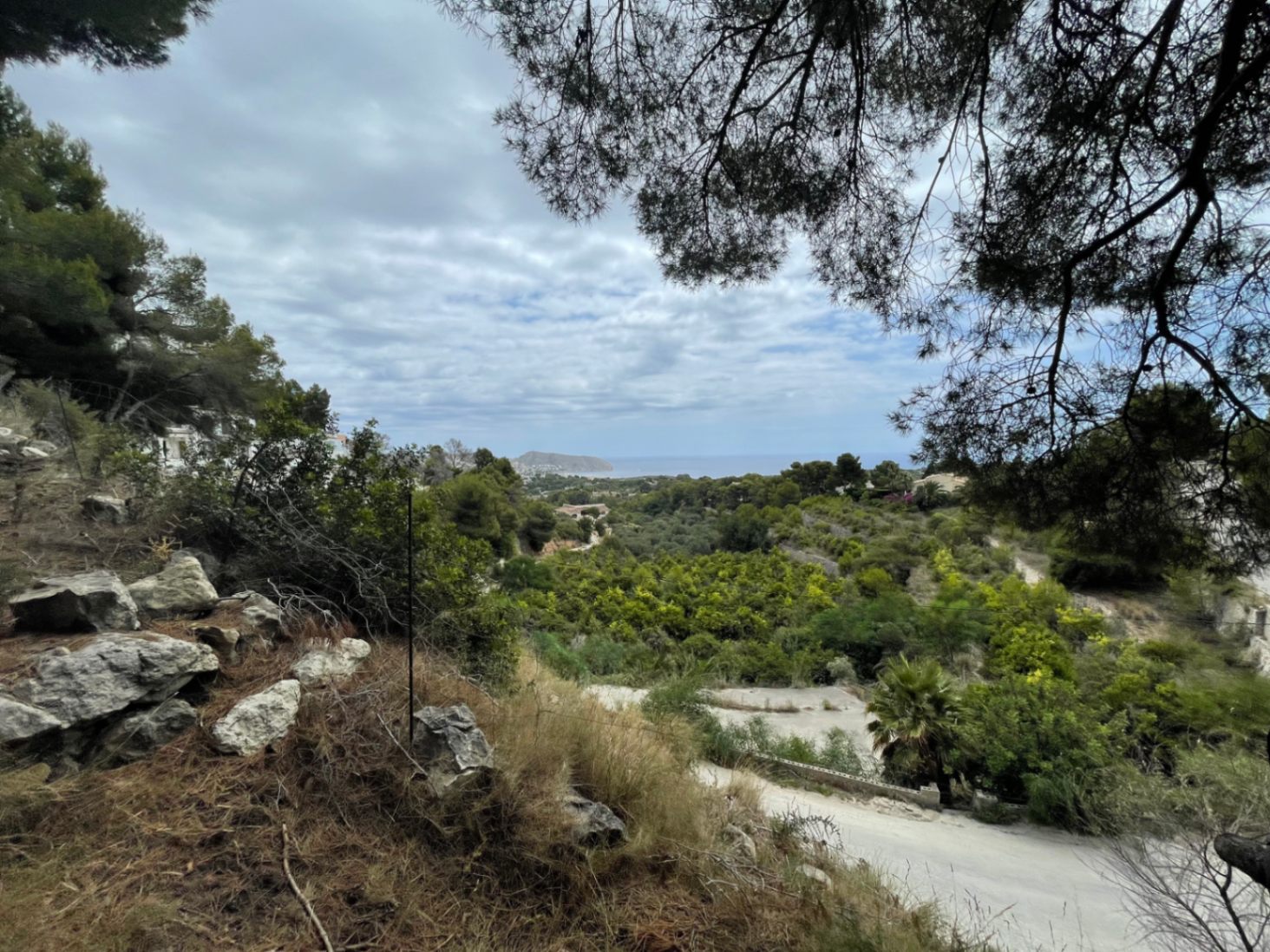 Vue panoramique sur la mer et la vallée depuis le terrain surélevé, encadrée par des pins indigènes et une végétation méditerranéenne.
