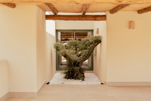 Patio intérieur avec un olivier sculptural sur gravier blanc, souligné par un plafond en poutres de bois naturel et canisse.