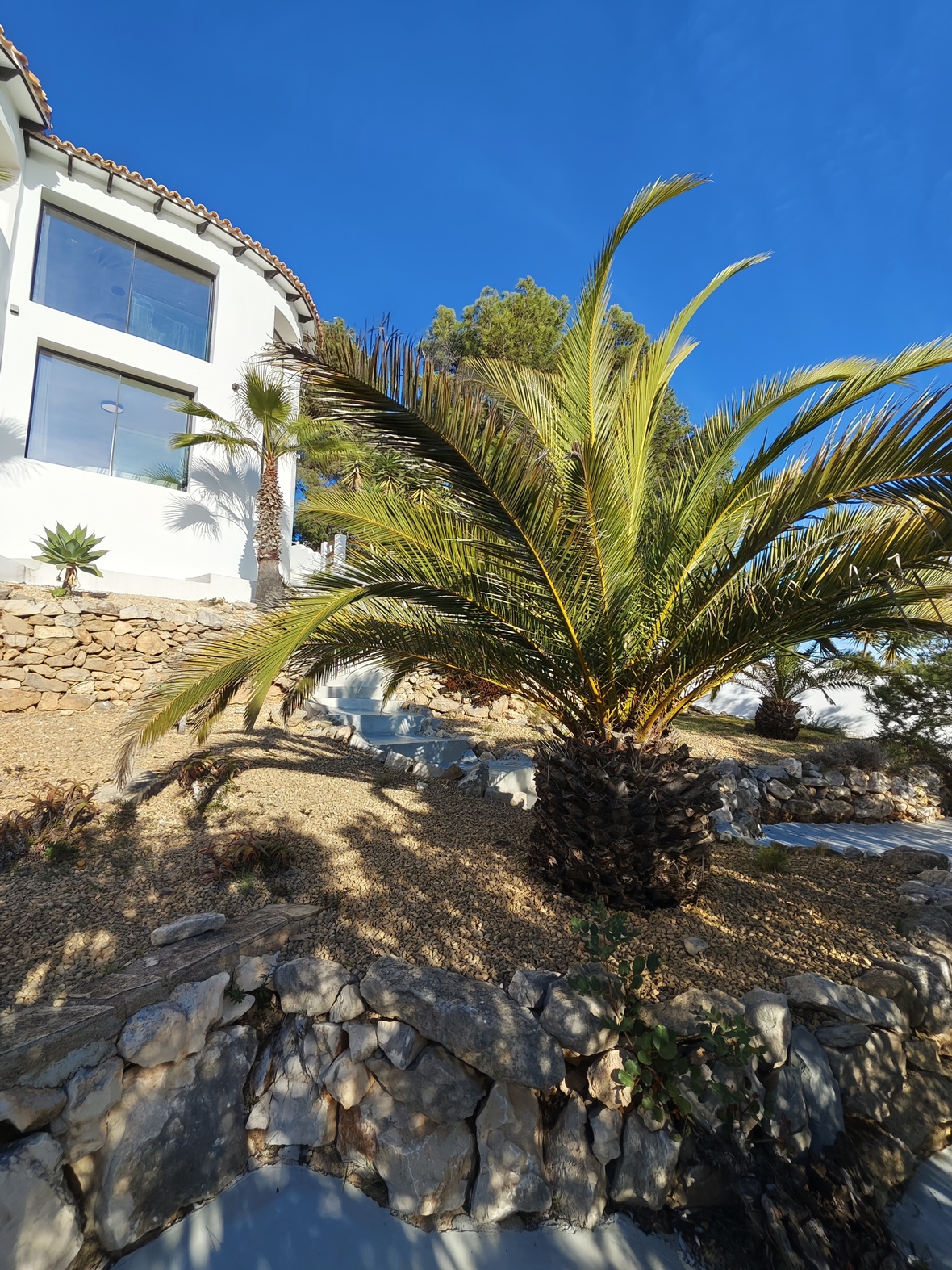 Jardin méditerranéen paysager avec murets en pierre sèche, gravier et palmiers matures bordant une façade de villa blanche aux larges baies vitrées.