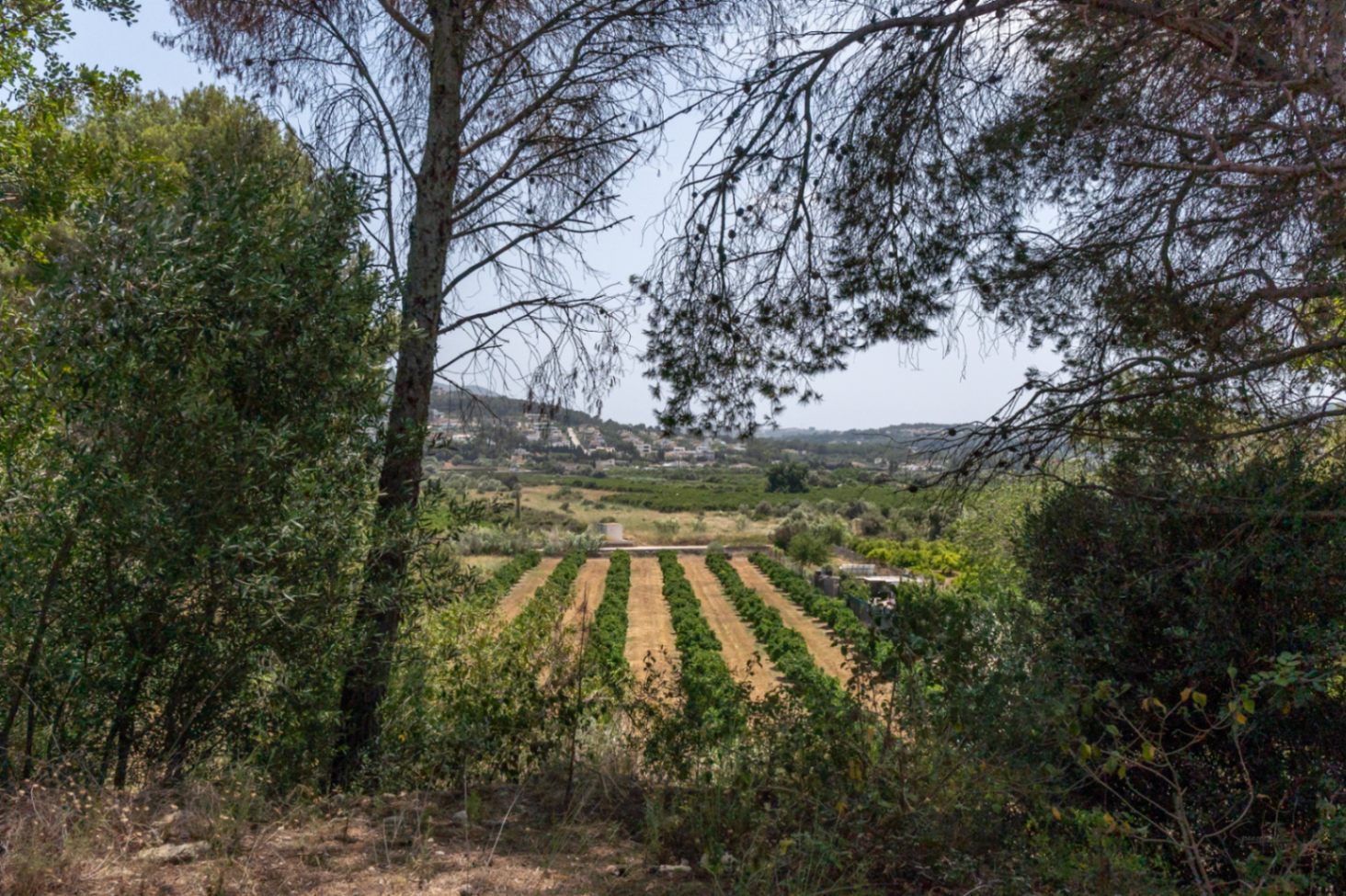 Vues panoramiques surélevées sur la vallée, révélant des vergers structurés et une végétation méditerranéenne typique composée de pins.