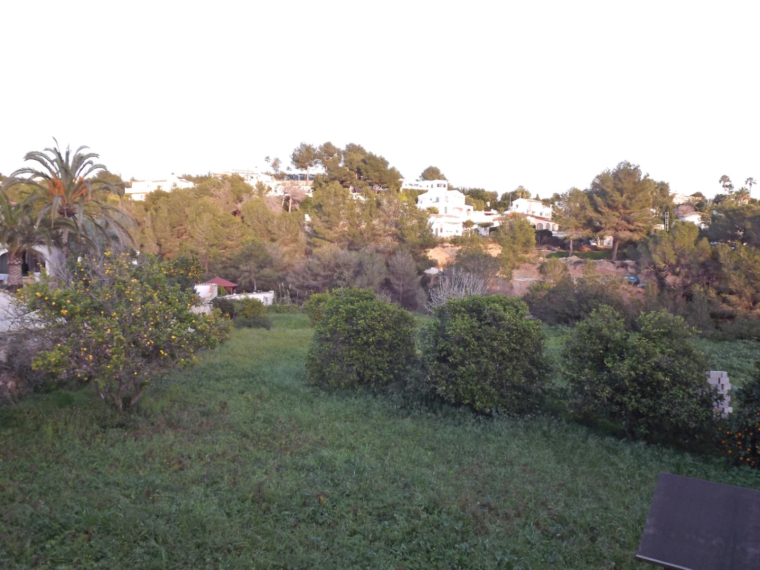 Vue sur le vaste terrain avec des agrumes et une végétation méditerranéenne, offrant une perspective dégagée sur les collines résidentielles environnantes.