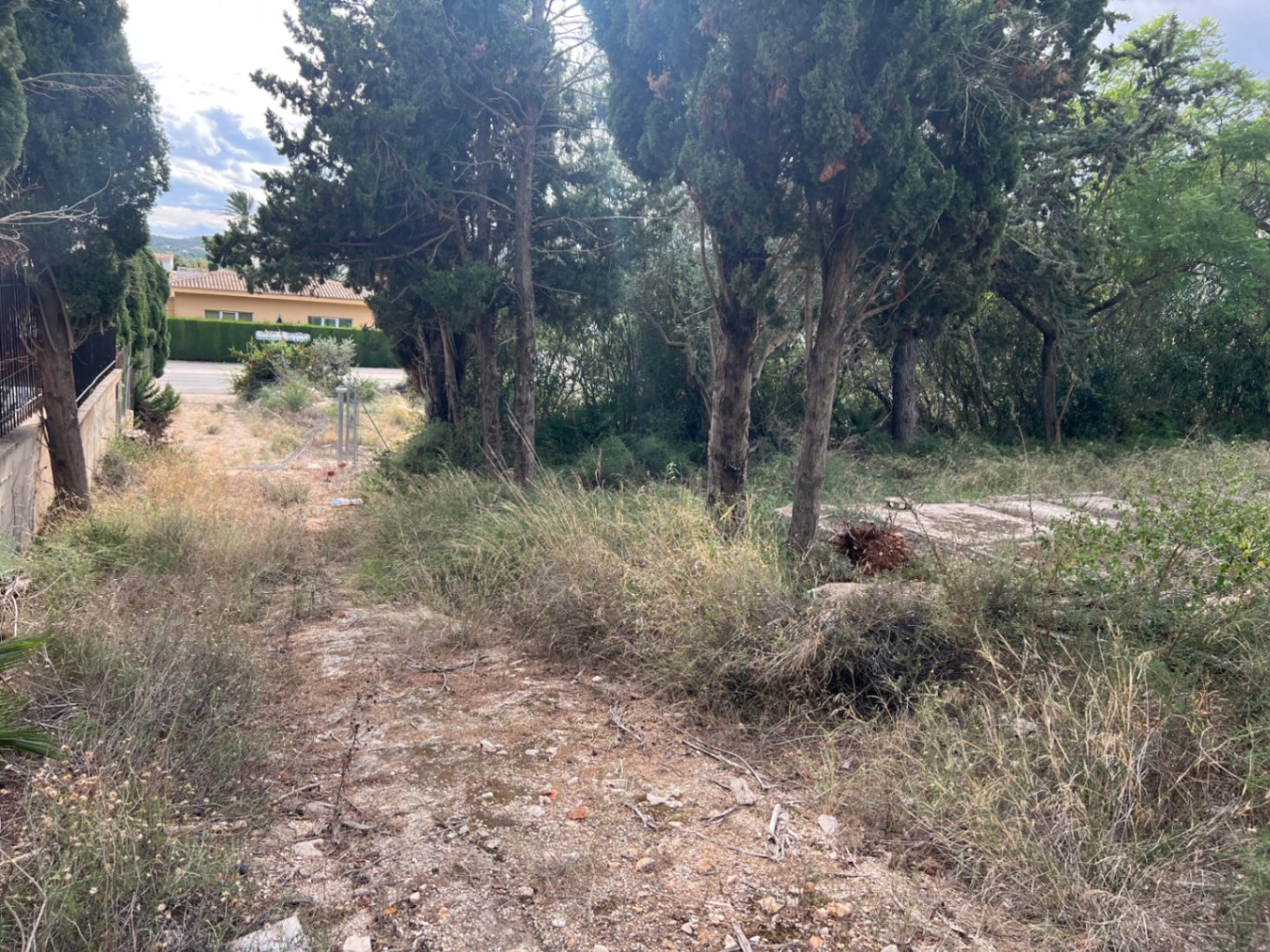 Chemin d'accès rustique bordé de cyprès matures et de végétation sauvage, illustrant l'étendue du terrain et son fort potentiel d'aménagement paysager.