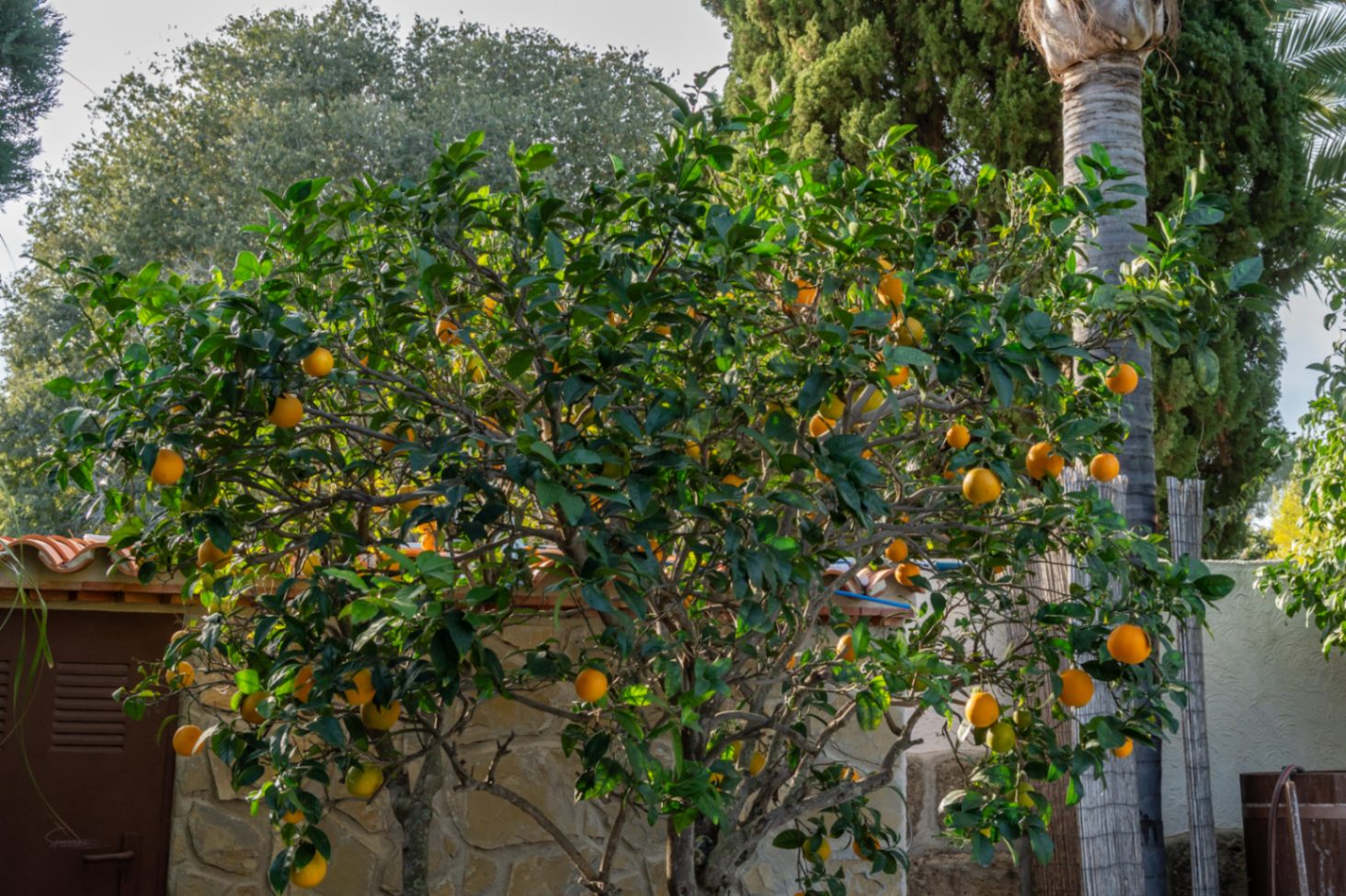 Détail du jardin méditerranéen présentant un oranger chargé de fruits devant un mur en pierre naturelle et une végétation dense.